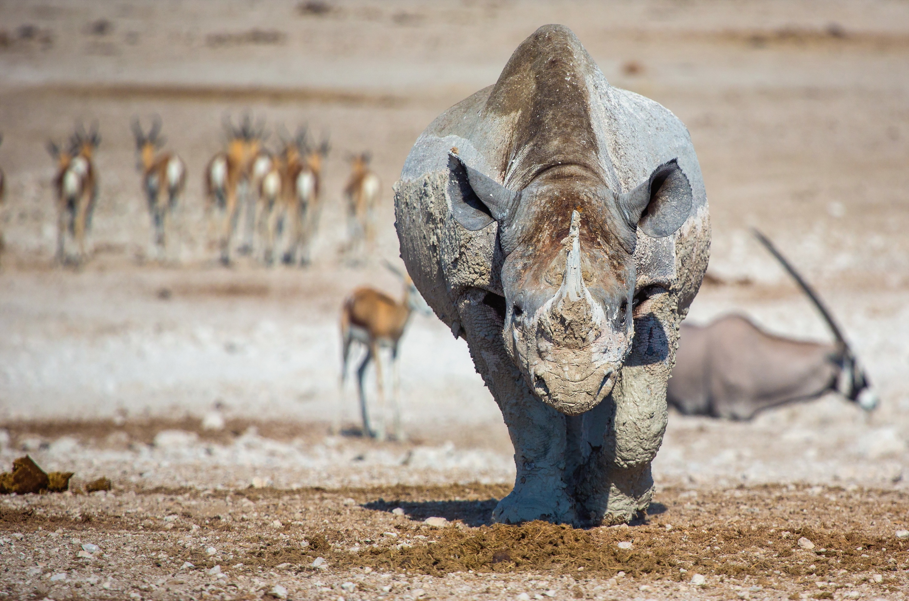 Обои природа, фон, животные, африка, носорог, lucien muller, nature, background, animals, africa, rhino разрешение 3000x1985 Загрузить