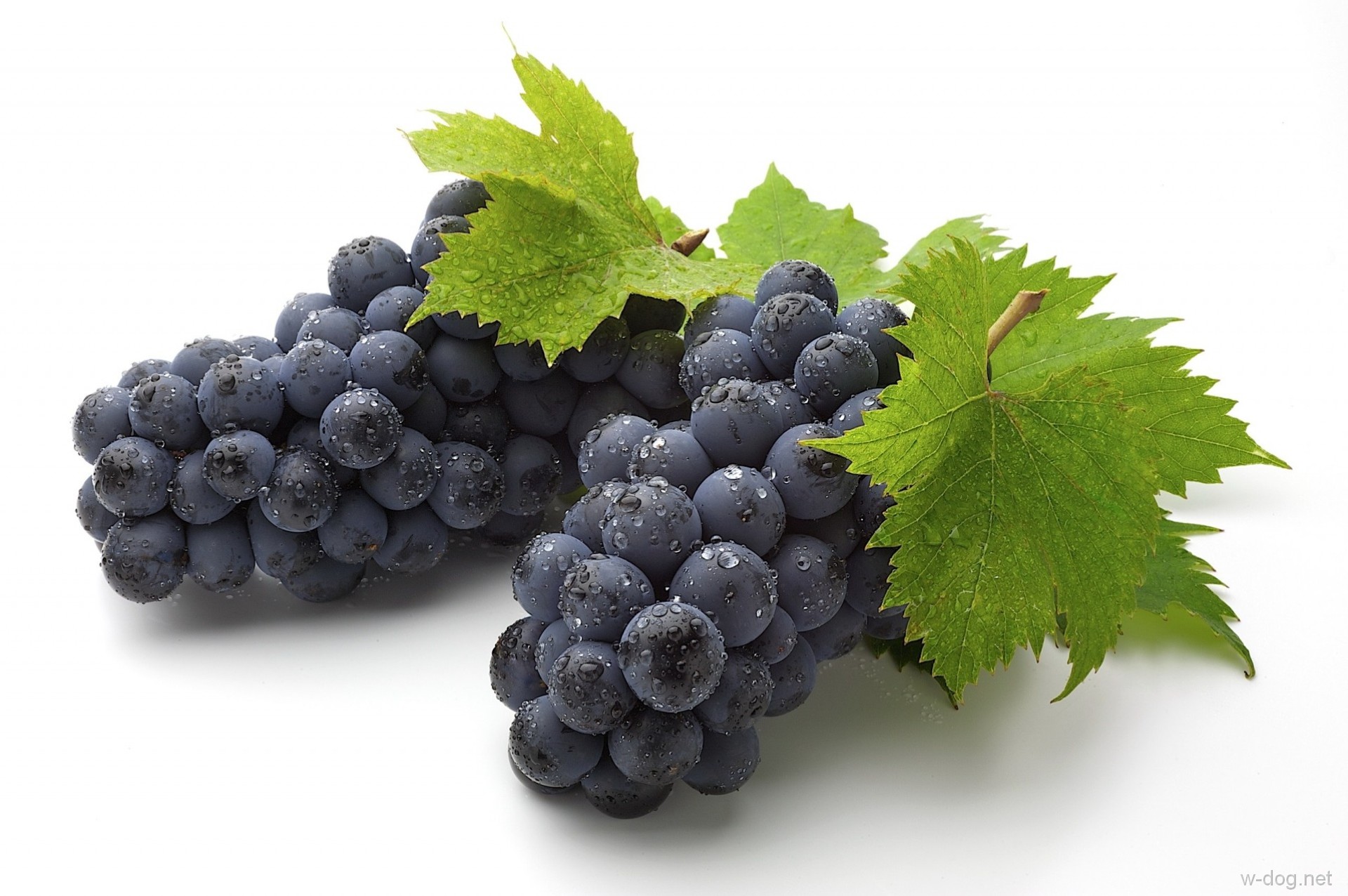 Обои листья, виноград, капли, ягоды, кисть, гроздь, грозди, виноградные, leaves, grapes, drops, berries, brush, bunch, bunches, grape разрешение 1920x1276 Загрузить