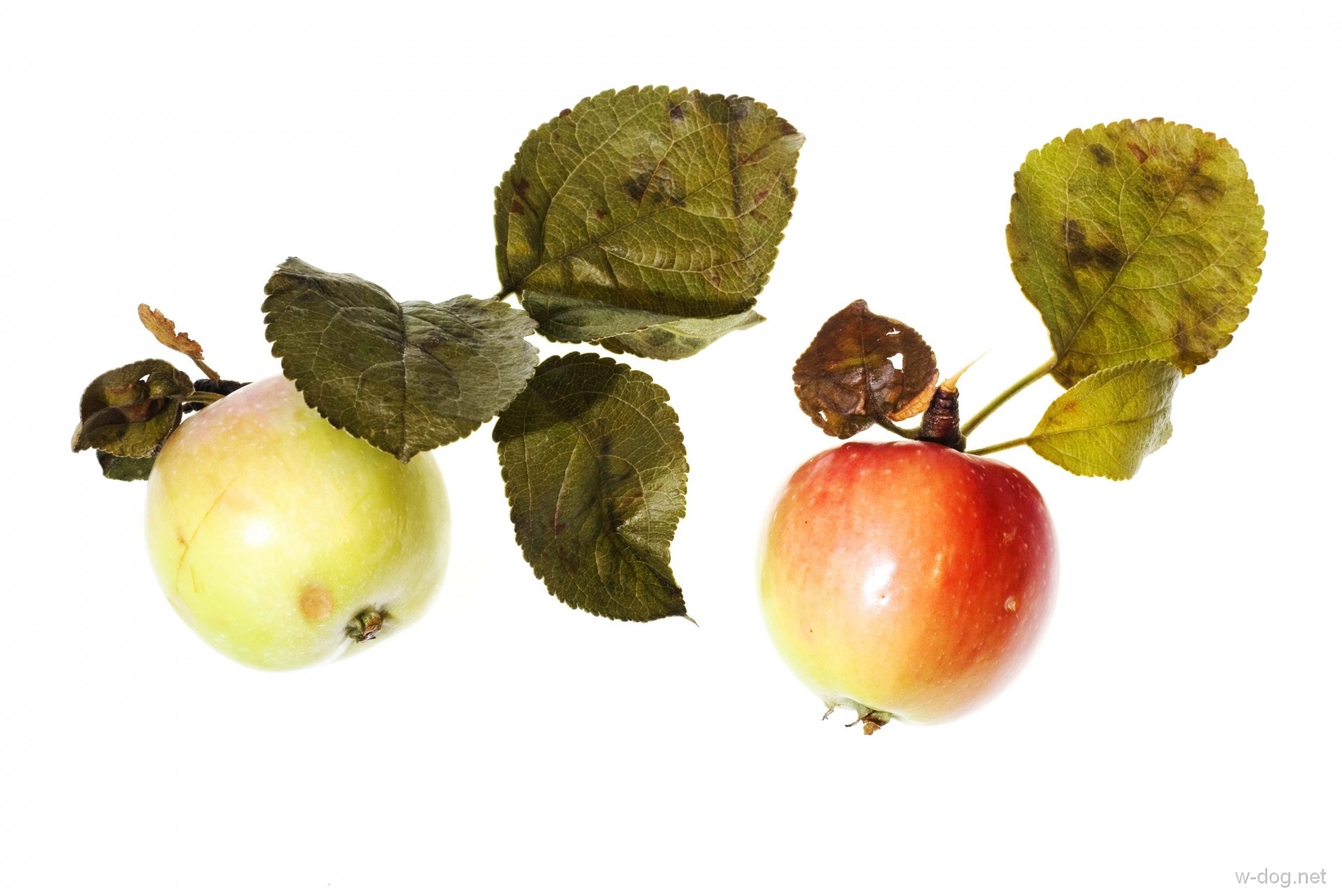 Обои фрукты, яблоки, белый фон, листики, спелые, fruit, apples, white background, leaves, ripe разрешение 1920x1280 Загрузить