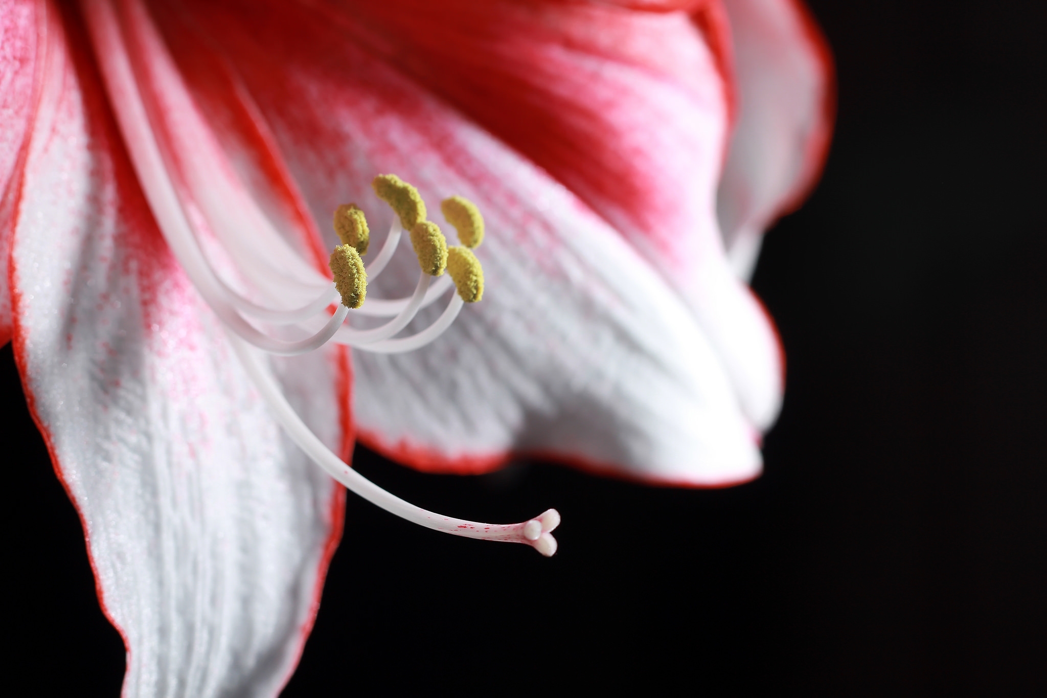 Обои макро, цветок, лепестки, красный, белый, лилия, темный фон, macro, flower, petals, red, white, lily, the dark background разрешение 2048x1365 Загрузить