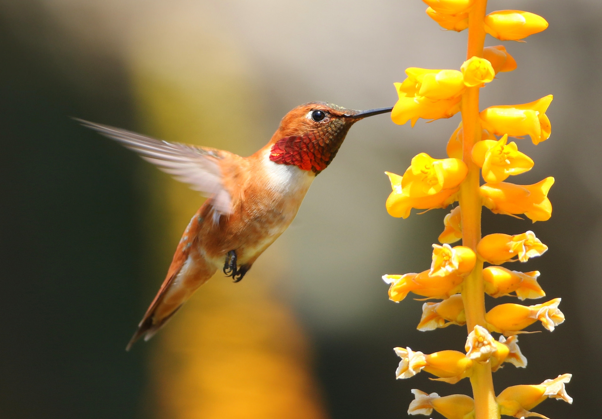 Обои макро, цветок, птица, клюв, колибри, macro, flower, bird, beak, hummingbird разрешение 2048x1424 Загрузить