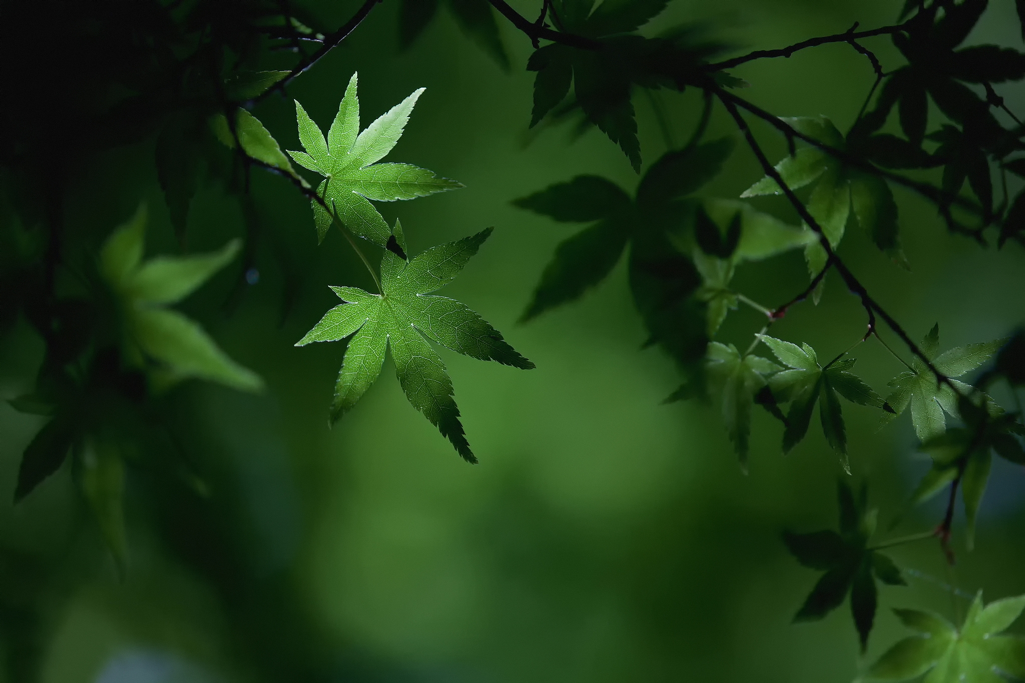 Обои листья, макро, ветки, листва, лето, зеленые, клен, leaves, macro, branches, foliage, summer, green, maple разрешение 2048x1365 Загрузить