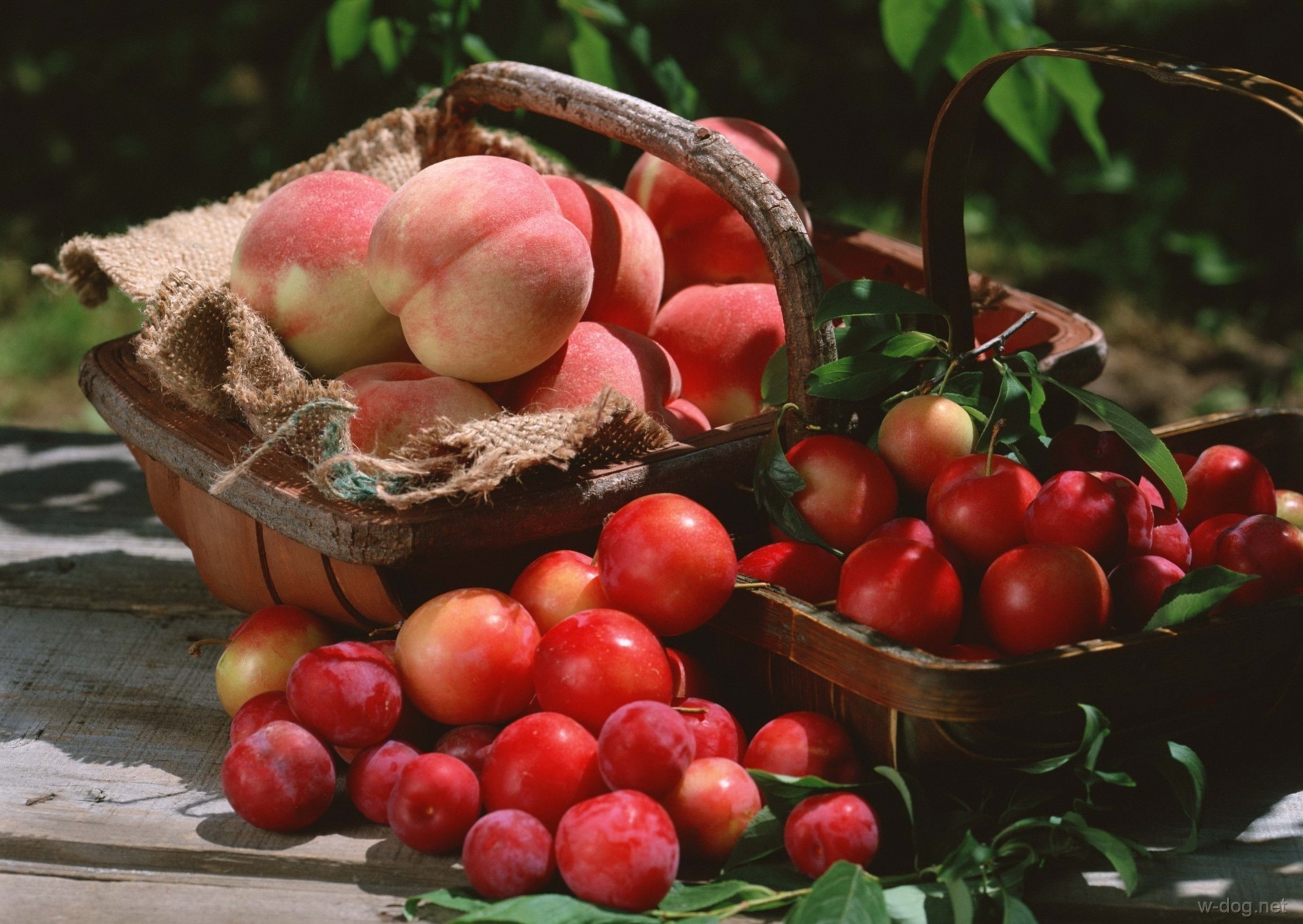 Обои фрукты, корзина, урожай, персики, сливы, fruit, basket, harvest, peaches, plum разрешение 1920x1362 Загрузить