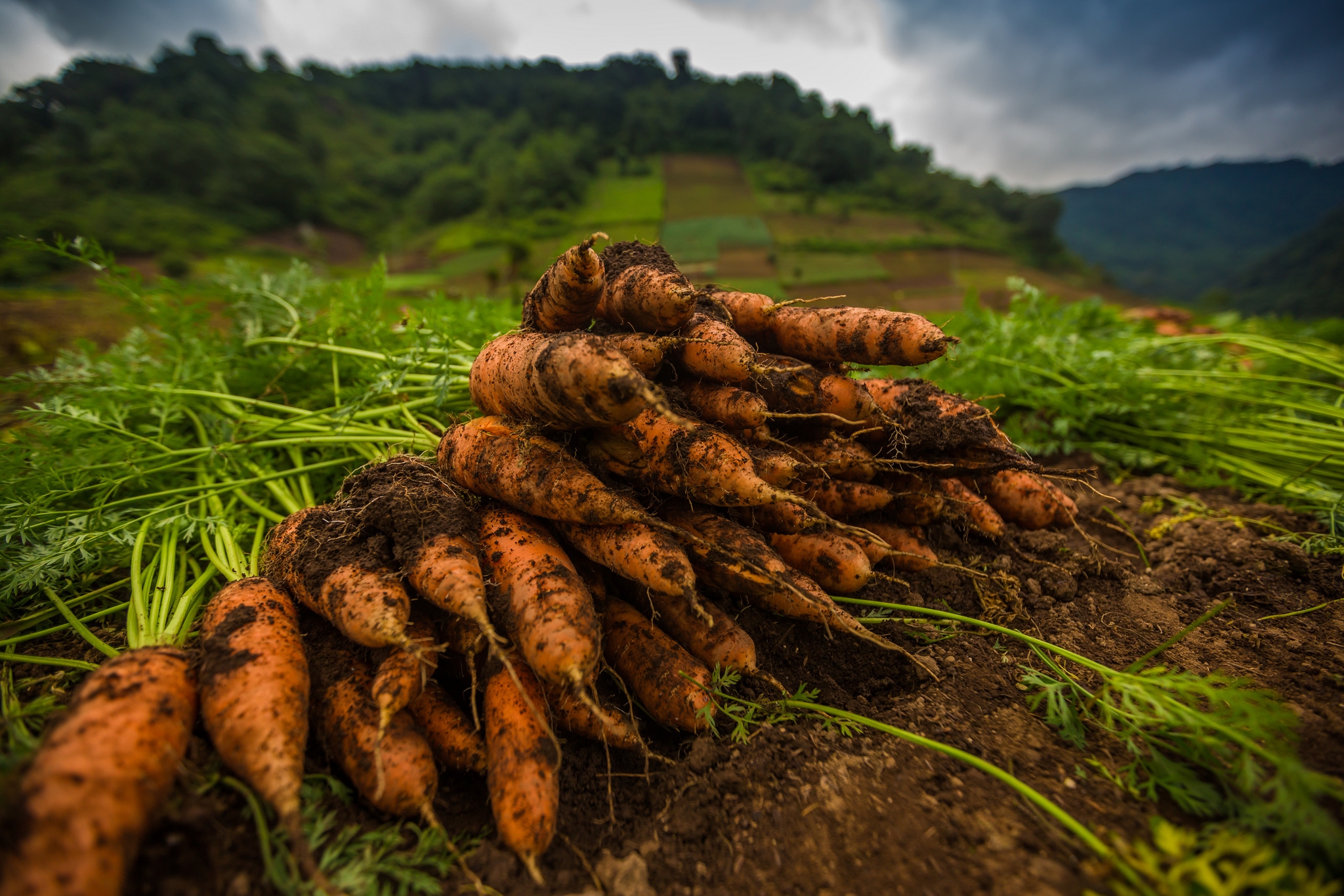 Обои земля, макро, овощи, морковь, оранжевая, ботва, earth, macro, vegetables, carrots, orange, tops разрешение 2048x1365 Загрузить