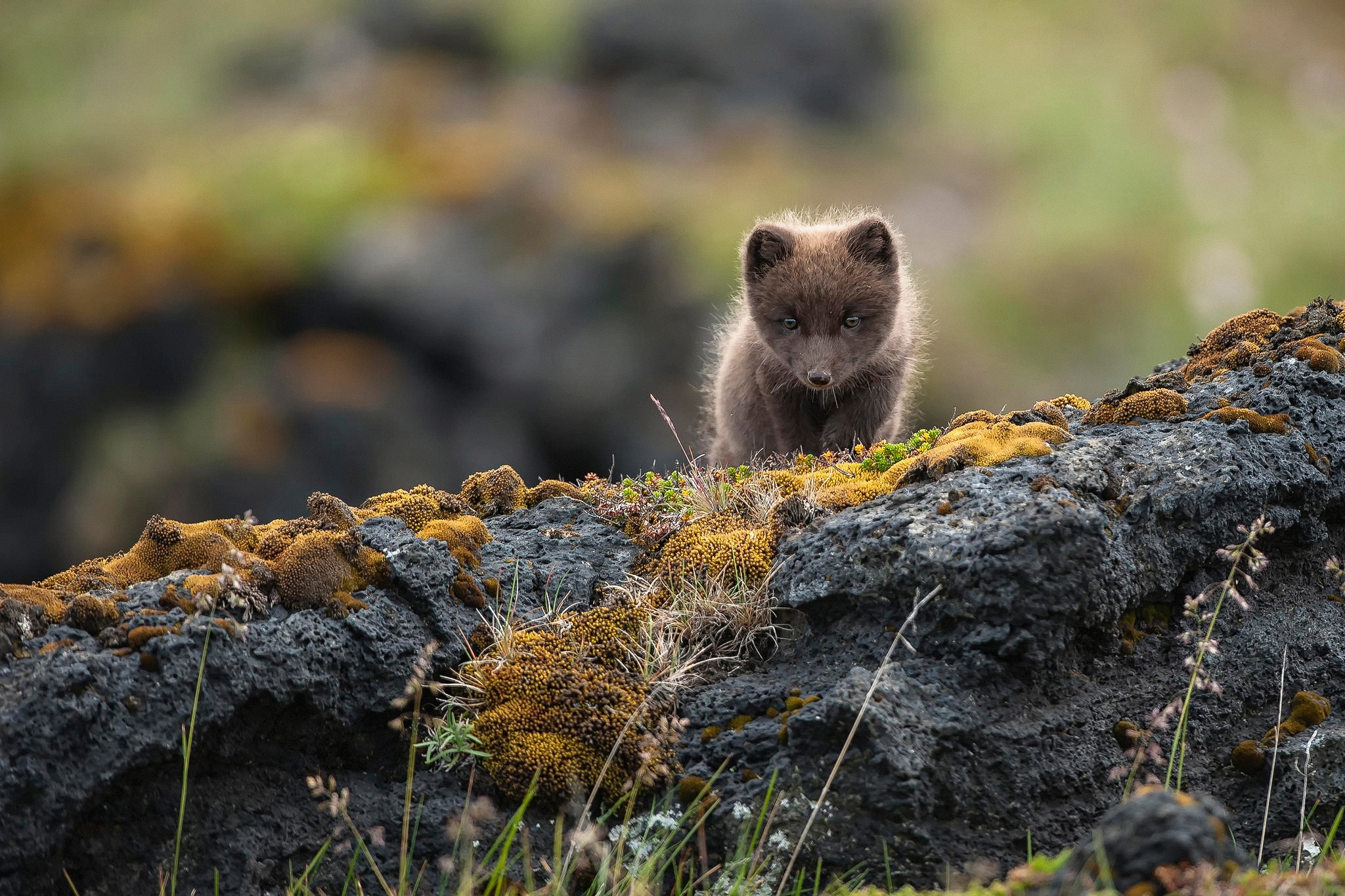 Обои скалы, природа, камни, малыш, песец, полярная лисица, alopex lagopus, rocks, nature, stones, baby, fox, polar fox разрешение 2048x1365 Загрузить