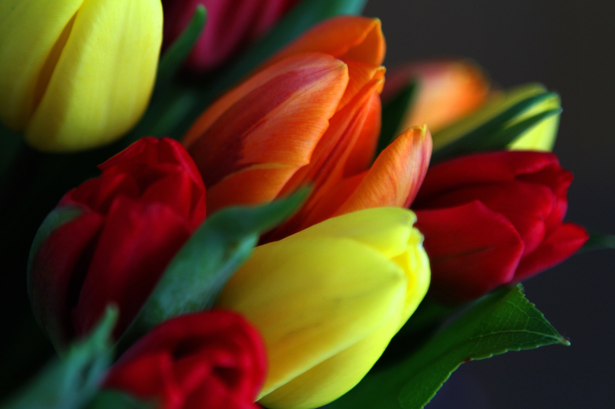 природа цветы тюльпаны букеты бесплатно