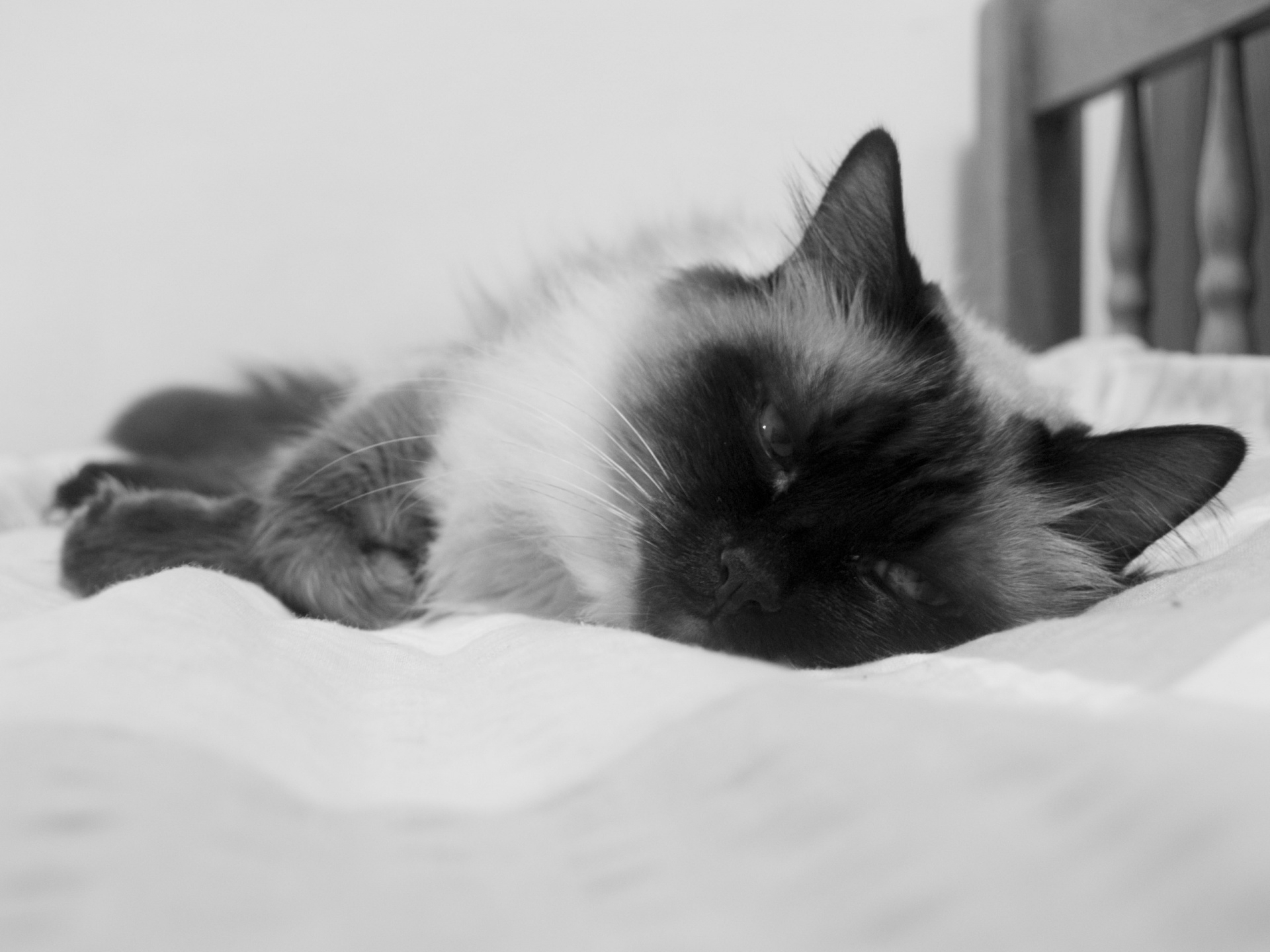 кошка сонная белая загрузить