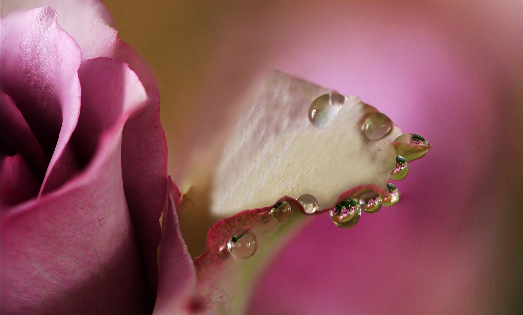 роза капли лепестки rose drops petals бесплатно