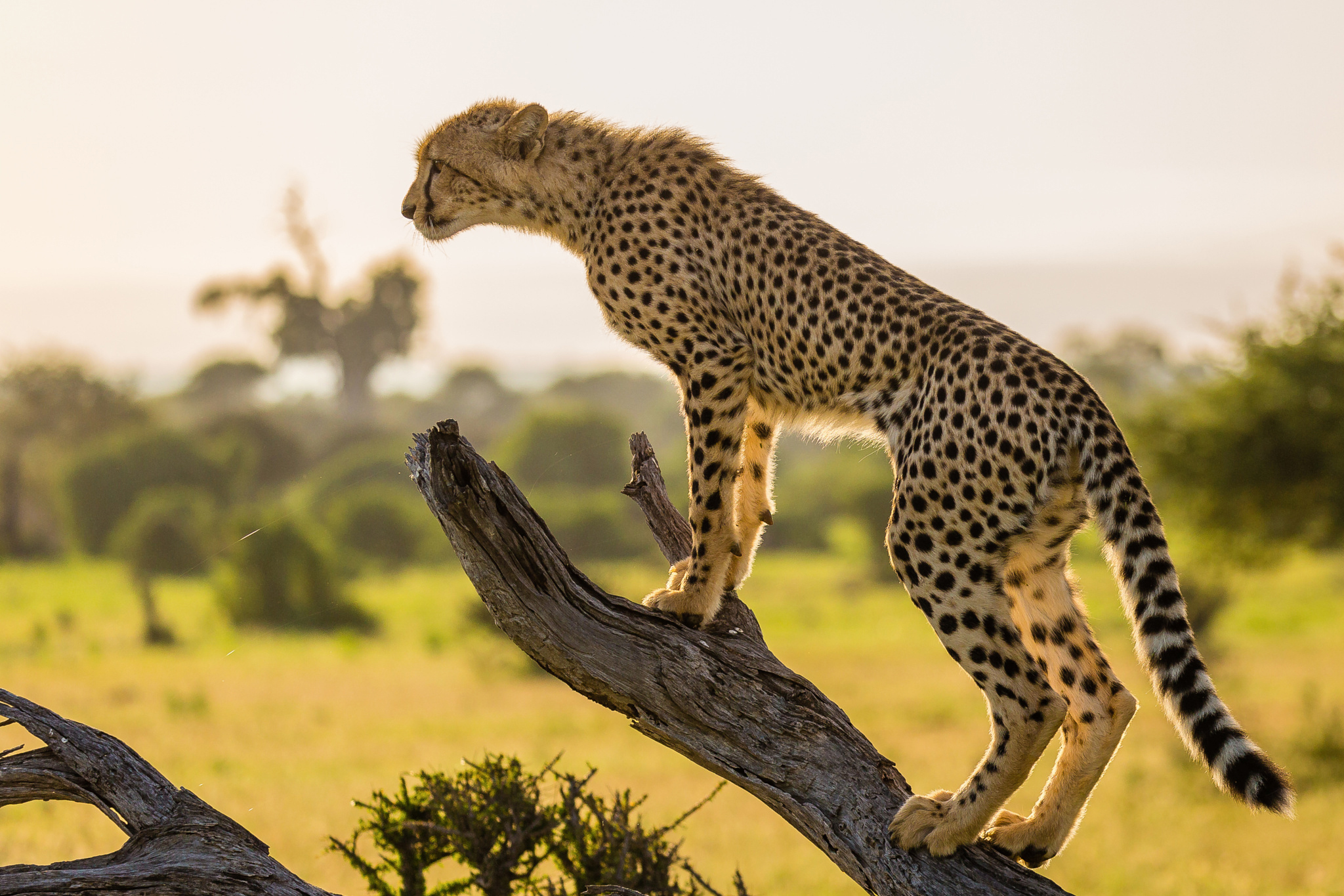 Обои ветка, дерево, африка, хищник, гепард, branch, tree, africa, predator, cheetah разрешение 2048x1365 Загрузить