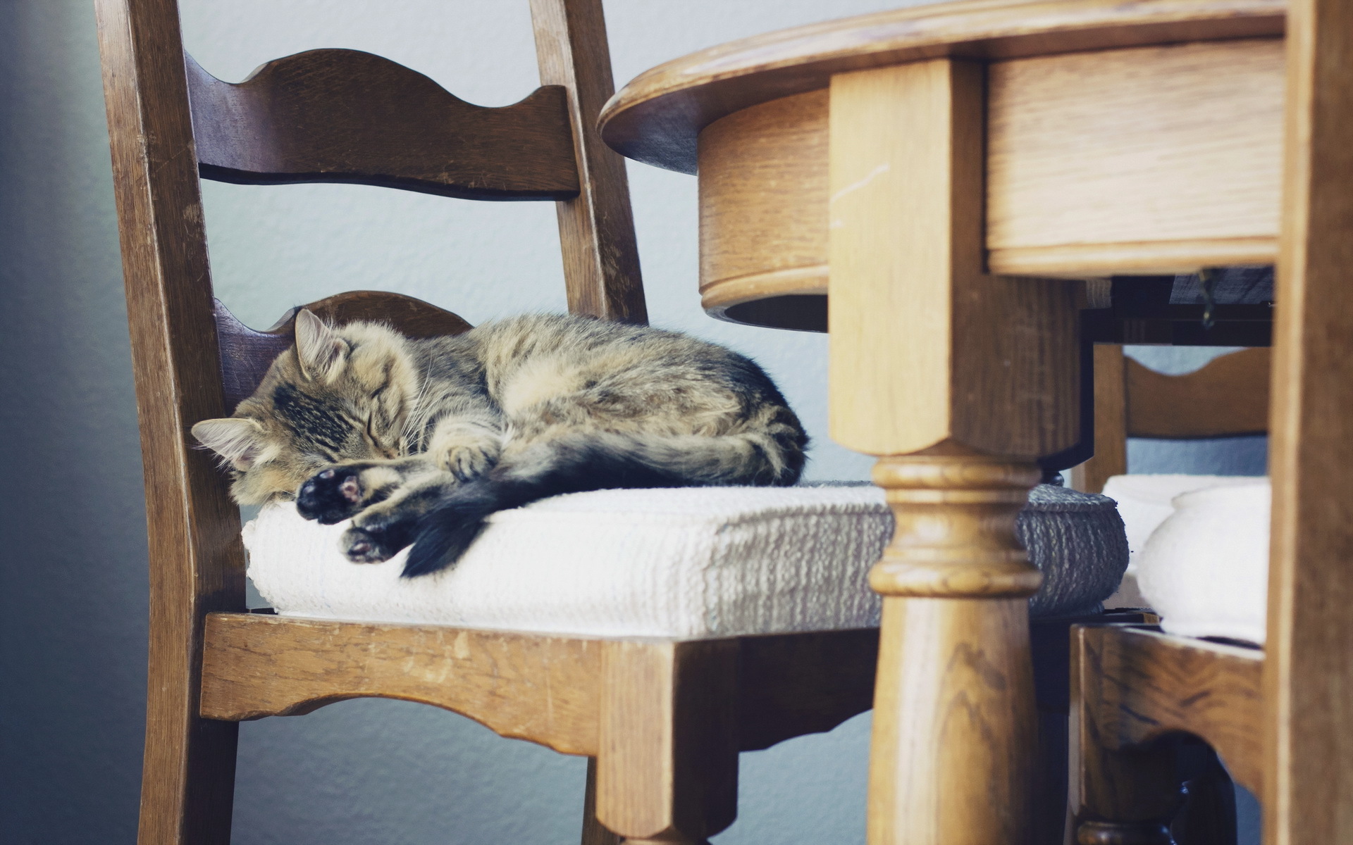 Включи дом лежать. Кот на стуле. Спящий кот на стуле. Кот лежит на стуле.