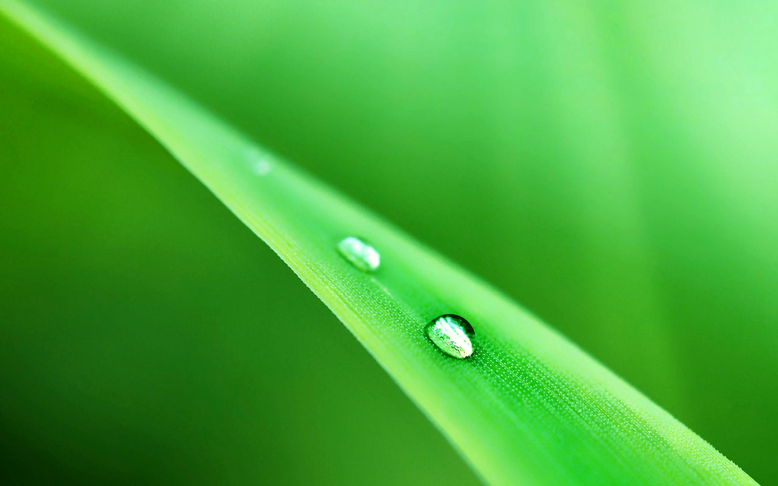 Обои трава, природа, зелень, капли, травинка, grass, nature, greens, drops, a blade of grass разрешение 2560x1600 Загрузить