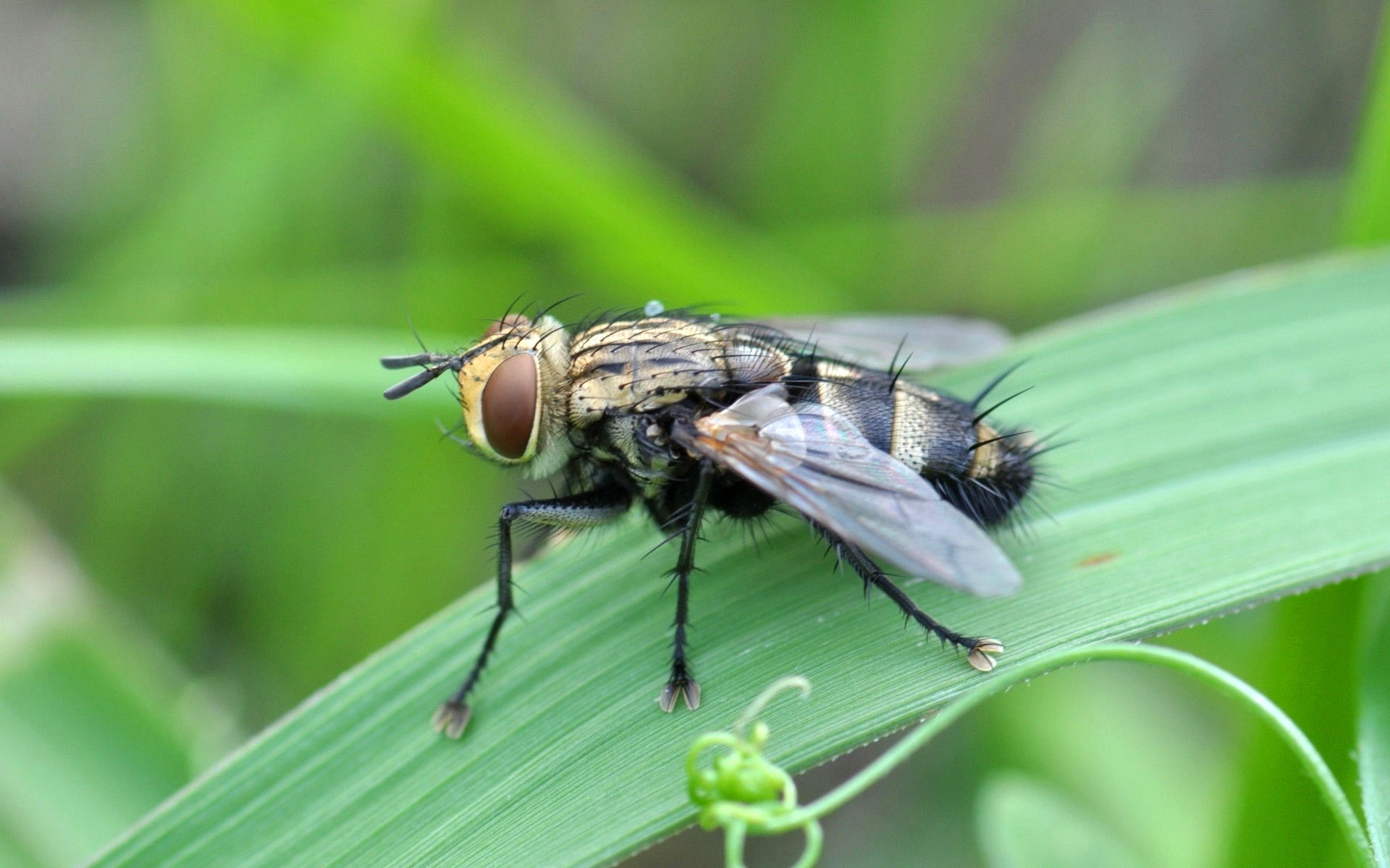 Обои глаза, трава, насекомое, крылья, муха, eyes, grass, insect, wings, fly разрешение 1920x1200 Загрузить