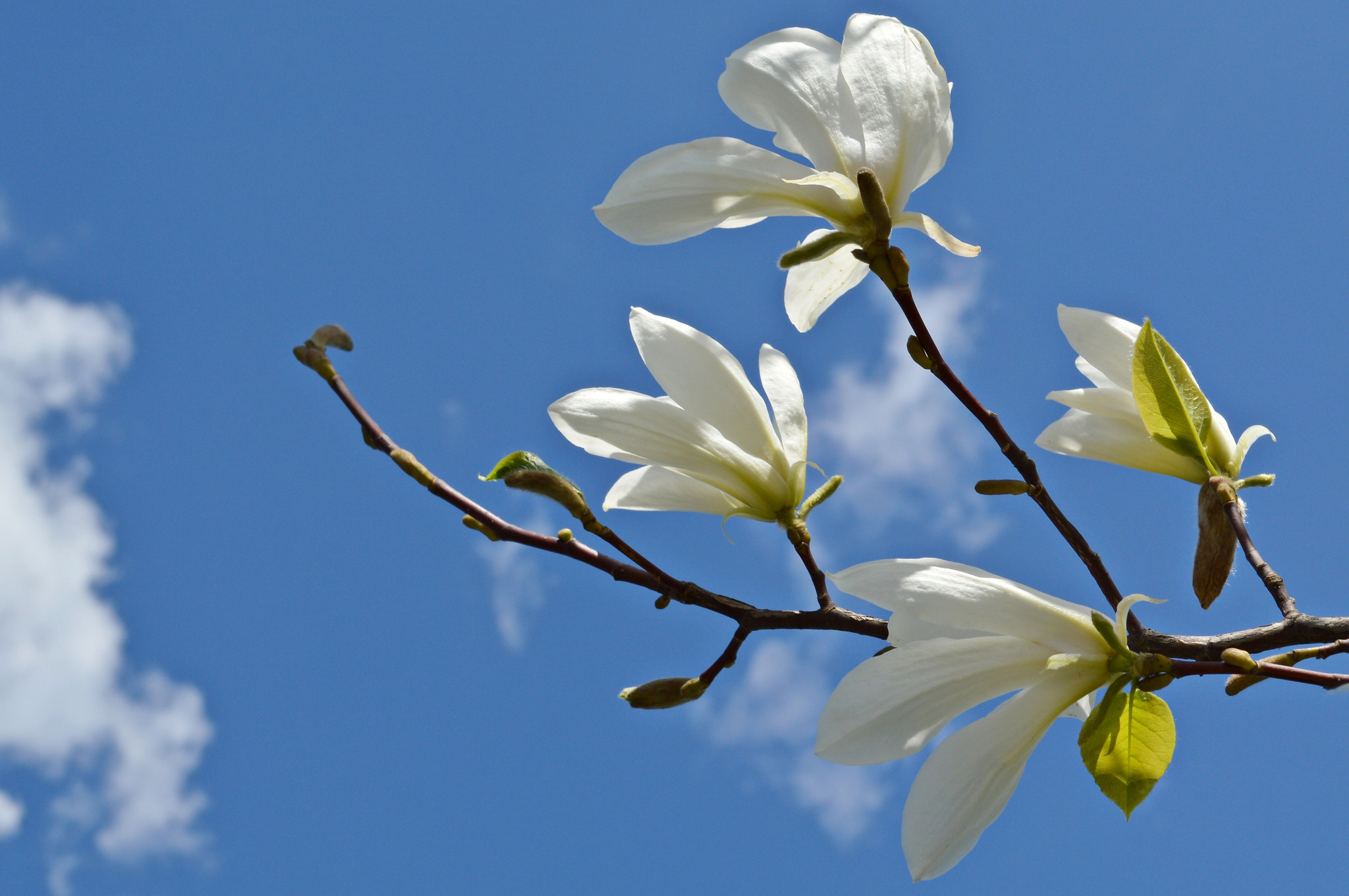 цветы белые ветка магнолии скачать