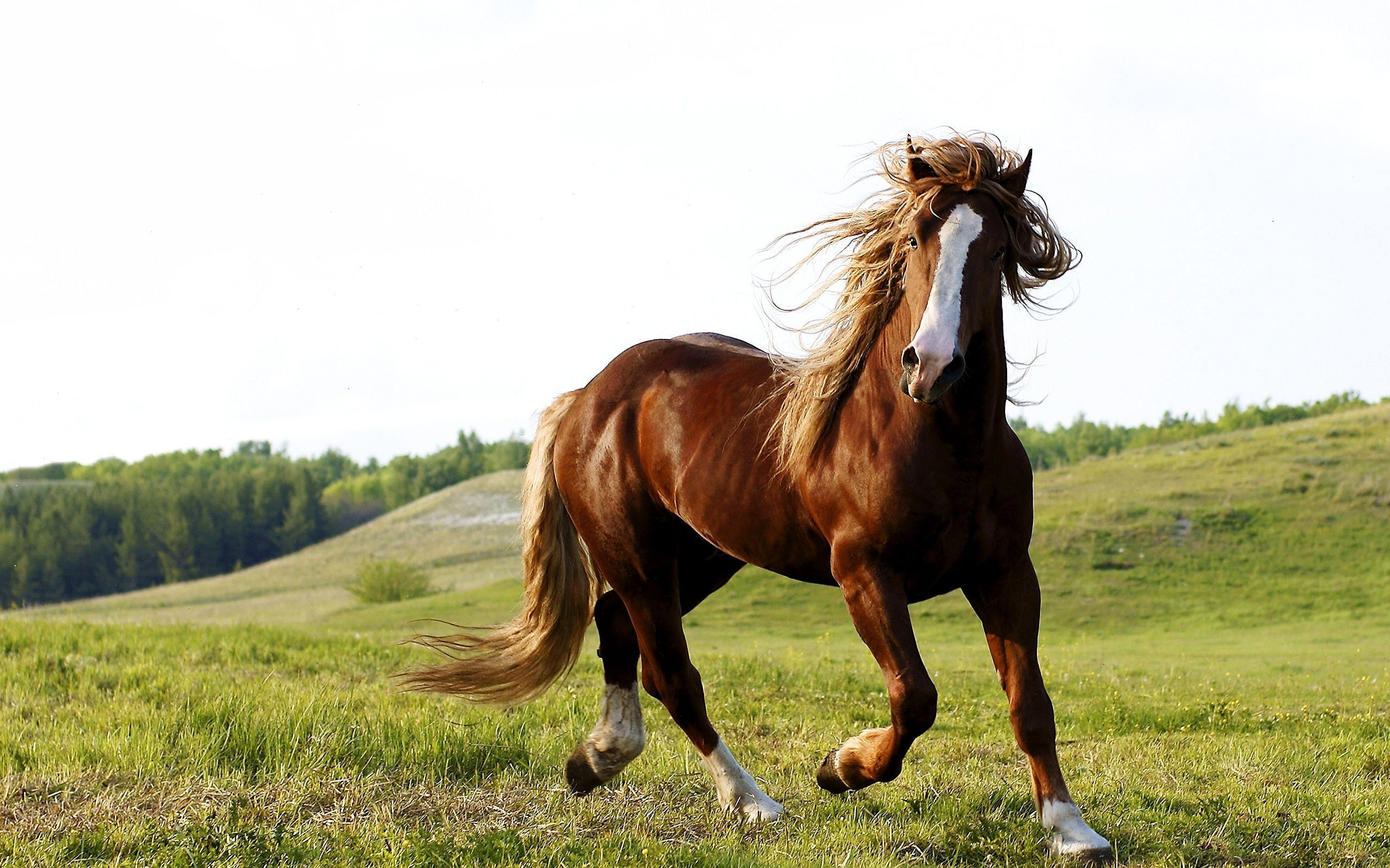 Обои небо, лошадь, трава, природа, животное, конь, the sky, horse, grass, nature, animal разрешение 2560x1600 Загрузить