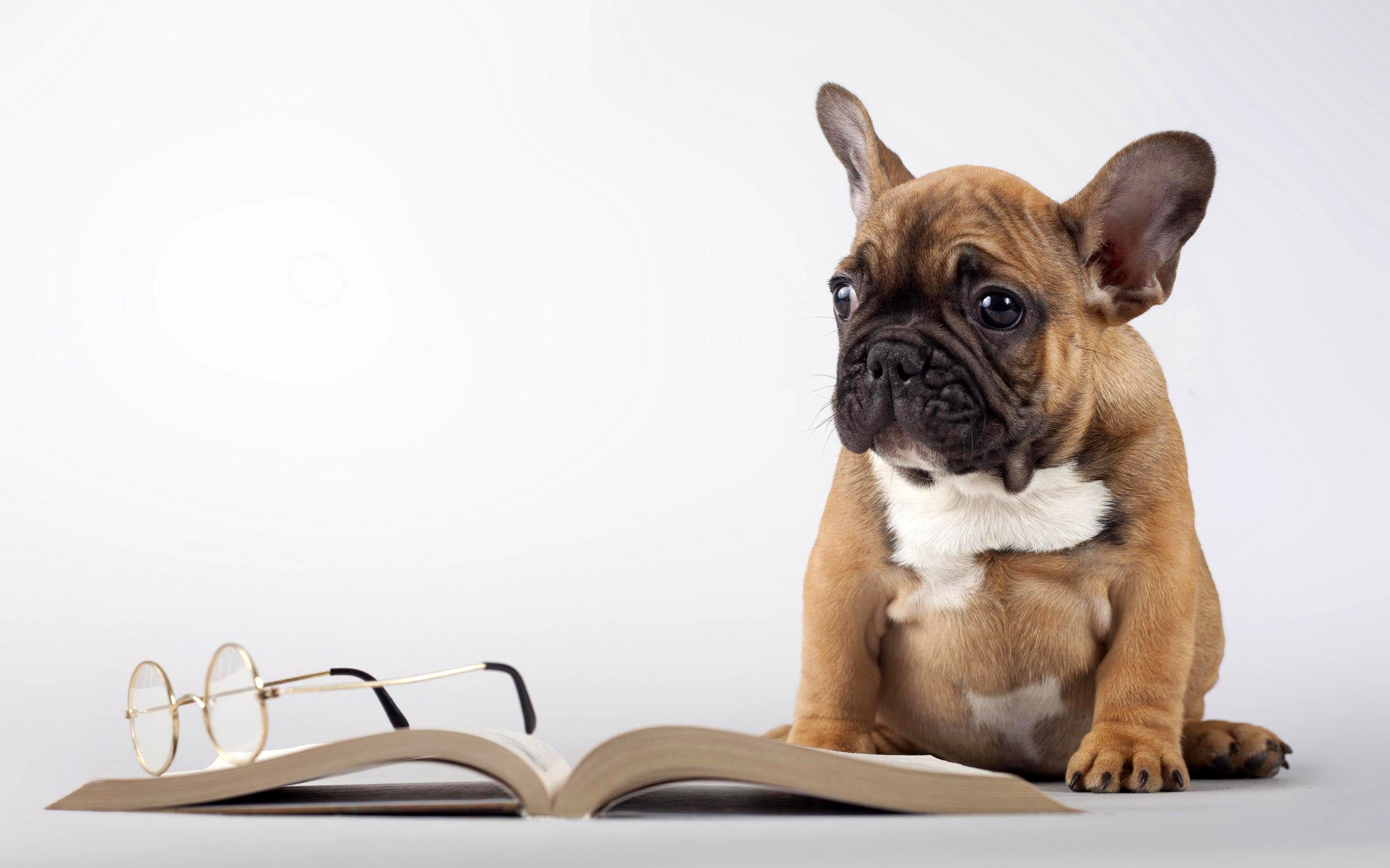 Обои мордочка, очки, собака, щенок, книга, лапки, мопс, muzzle, glasses, dog, puppy, book, legs, pug разрешение 2560x1600 Загрузить