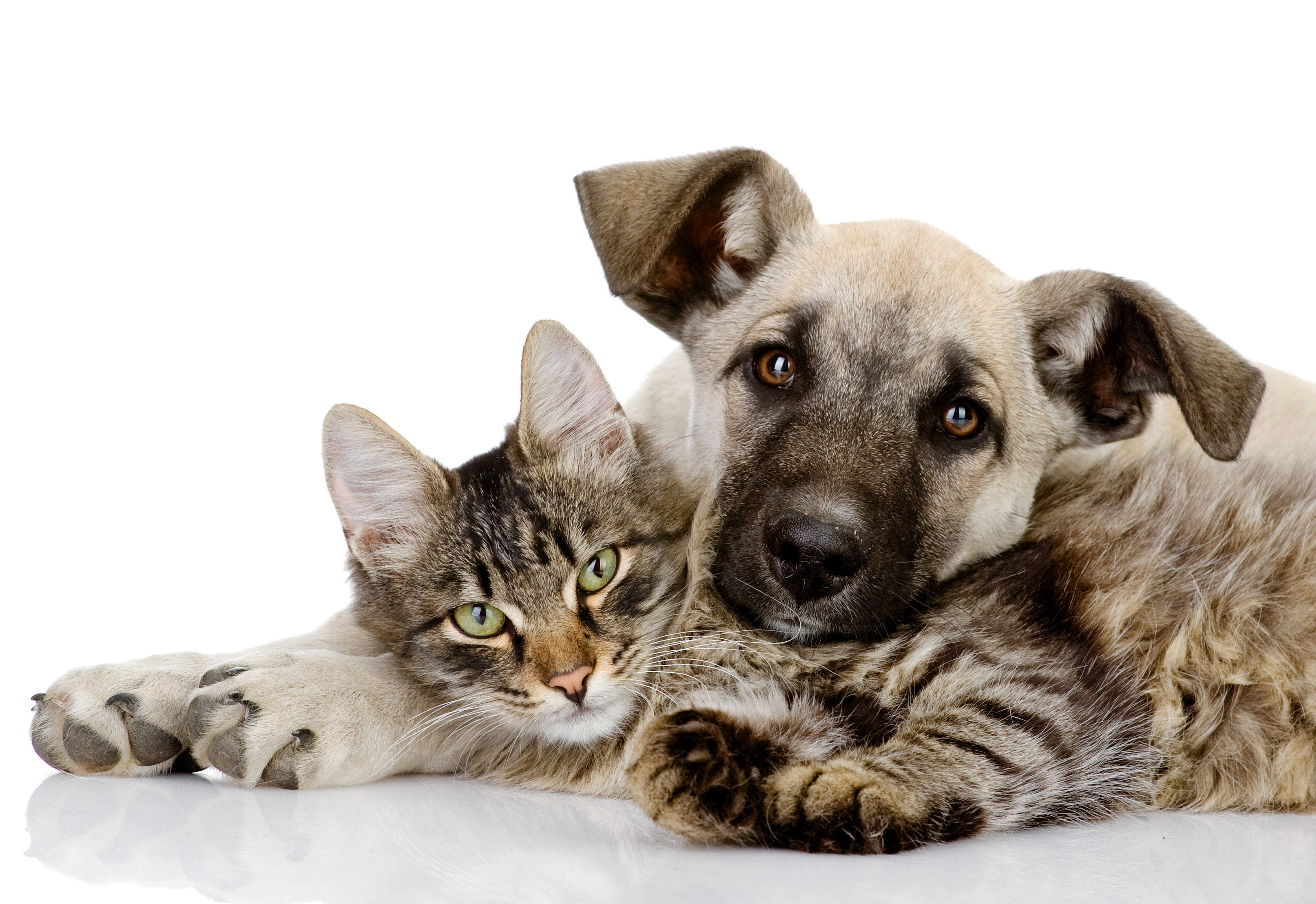 Животные породы кошек и собак. Домашние животные. Собака. Домашние животные кошки и собаки. Кошка и собака на белом фоне.