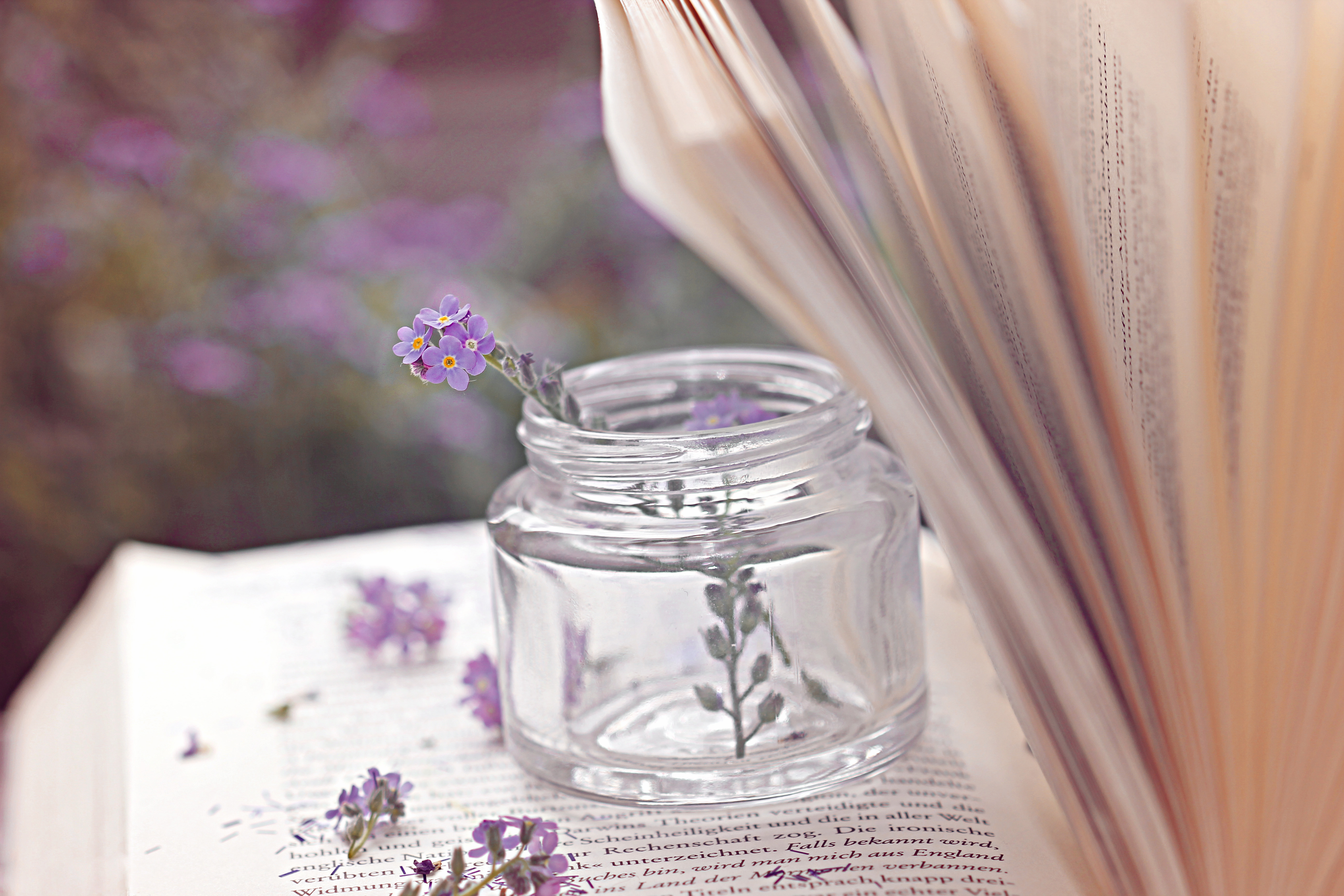 Обои цветы, книга, банка, страницы, баночка, пузырёк, flowers, book, bank, page, jar, bubble разрешение 5184x3456 Загрузить