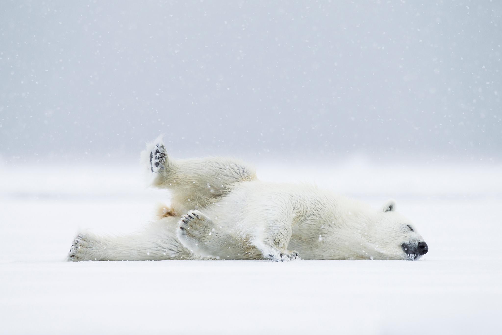 медведь белый медвежата снег загрузить