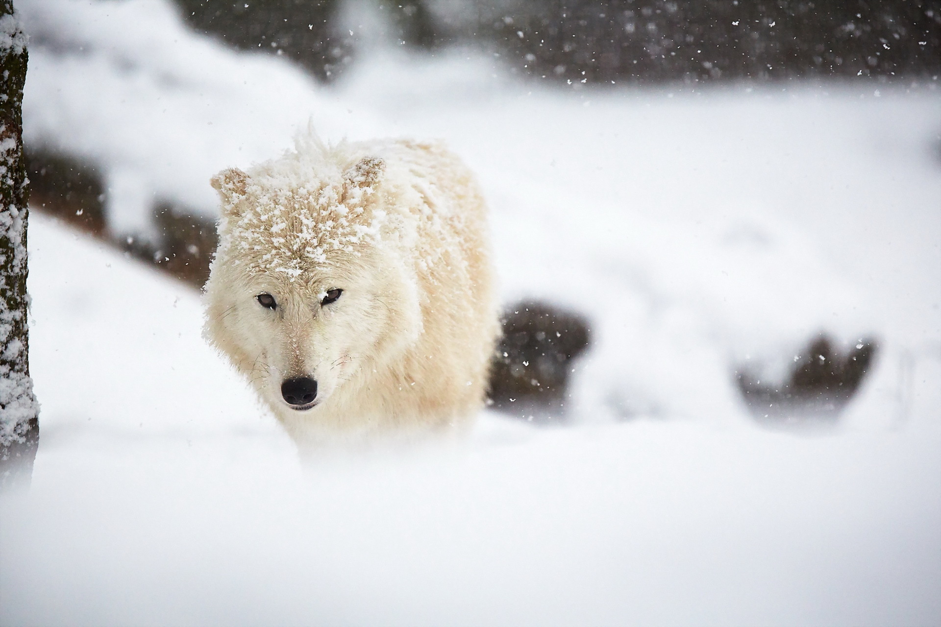 Обои снег, зима, белый, животное, волк, арктический волк, snow, winter, white, animal, wolf, arctic wolf разрешение 1920x1280 Загрузить