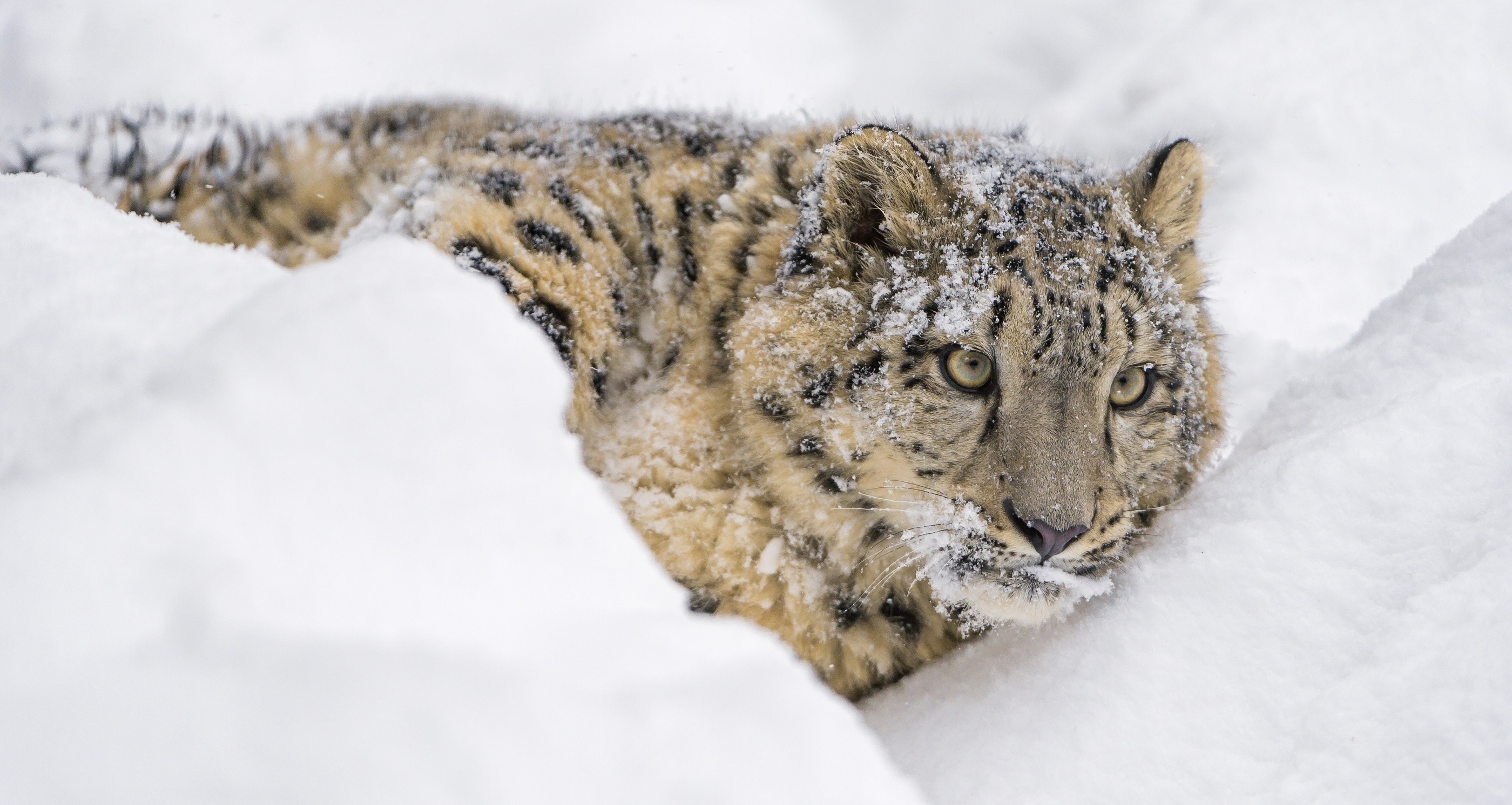леопард на снегу бесплатно