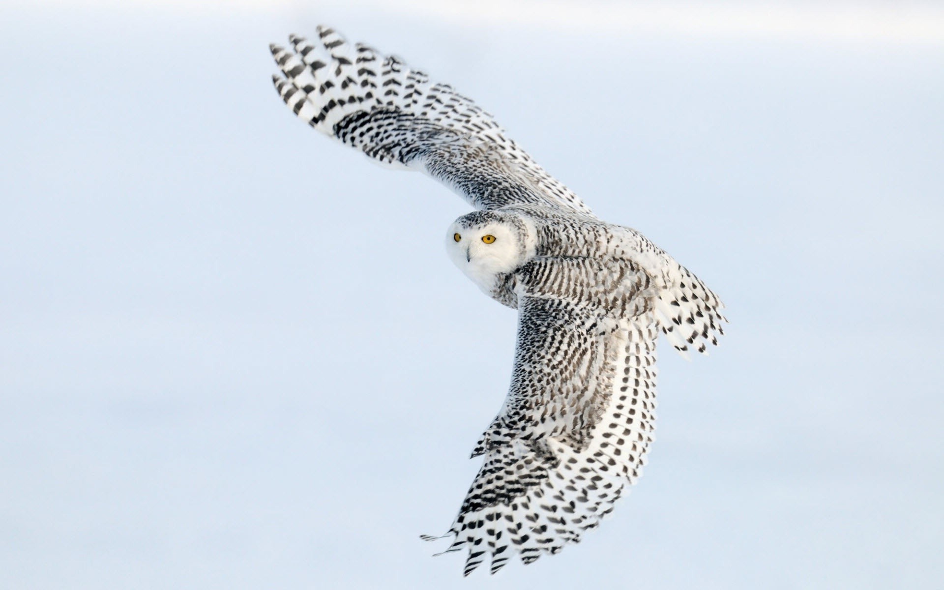 Обои сова, полет, крылья, птица, полярная сова, белая сова, owl, flight, wings, bird, snowy owl, white owl разрешение 1920x1200 Загрузить