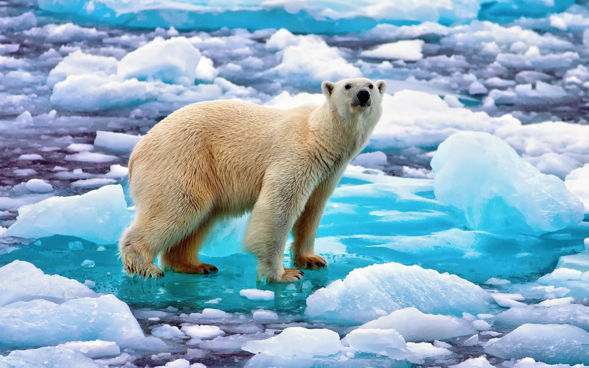 Обои медведь, лёд, белый, арктика, полярный, bear, ice, white, arctic, polar разрешение 1920x1200 Загрузить