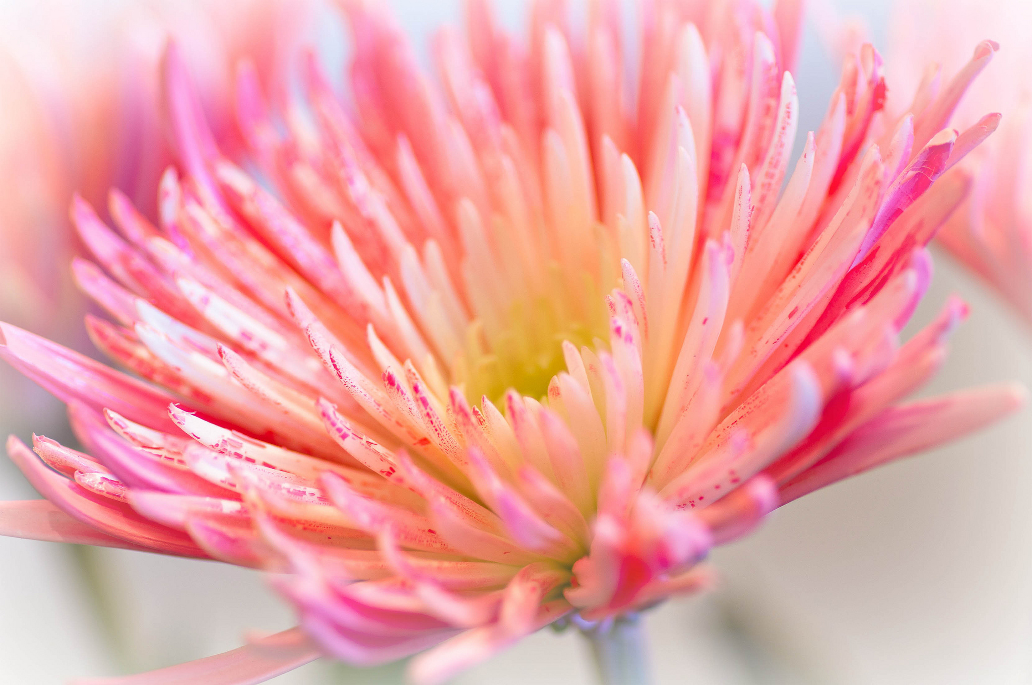 Обои макро, цветок, лепестки, розовый, хризантема, ~dgh~, wisps of pink, macro, flower, petals, pink, chrysanthemum разрешение 2048x1360 Загрузить