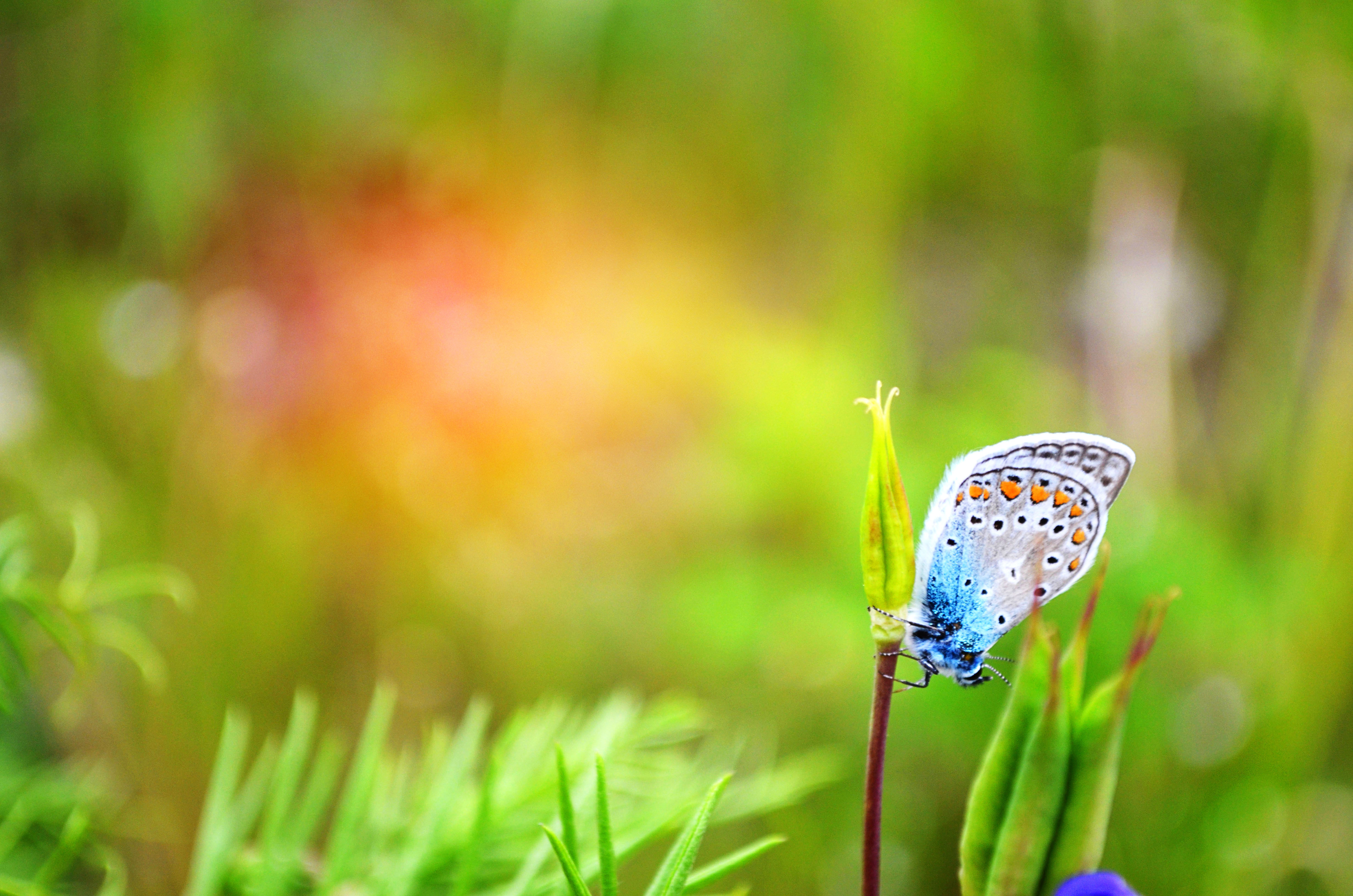 Обои макро, насекомое, бабочка, растение, macro, insect, butterfly, plant разрешение 4928x3264 Загрузить