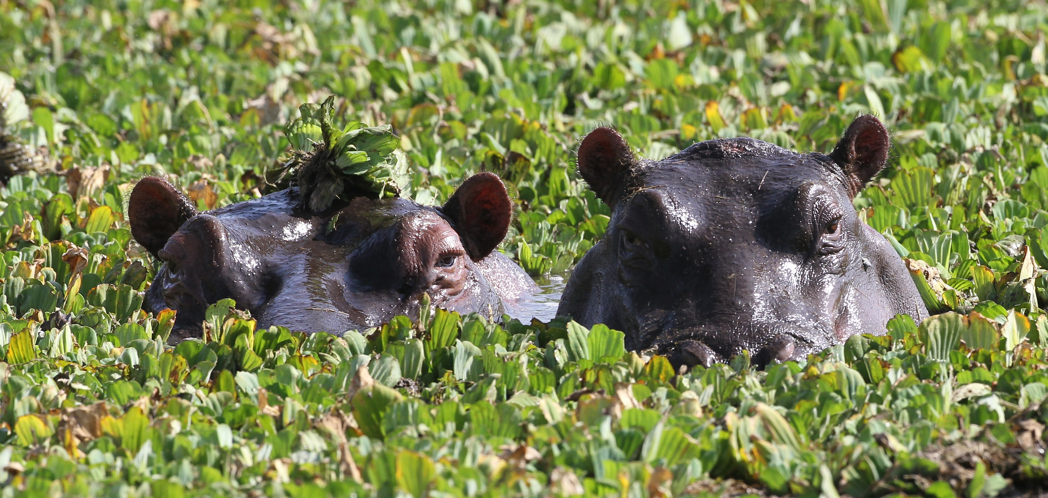 Обои глаза, зелень, пара, купание, бегемоты, eyes, greens, pair, bathing, hippos разрешение 3508x1669 Загрузить