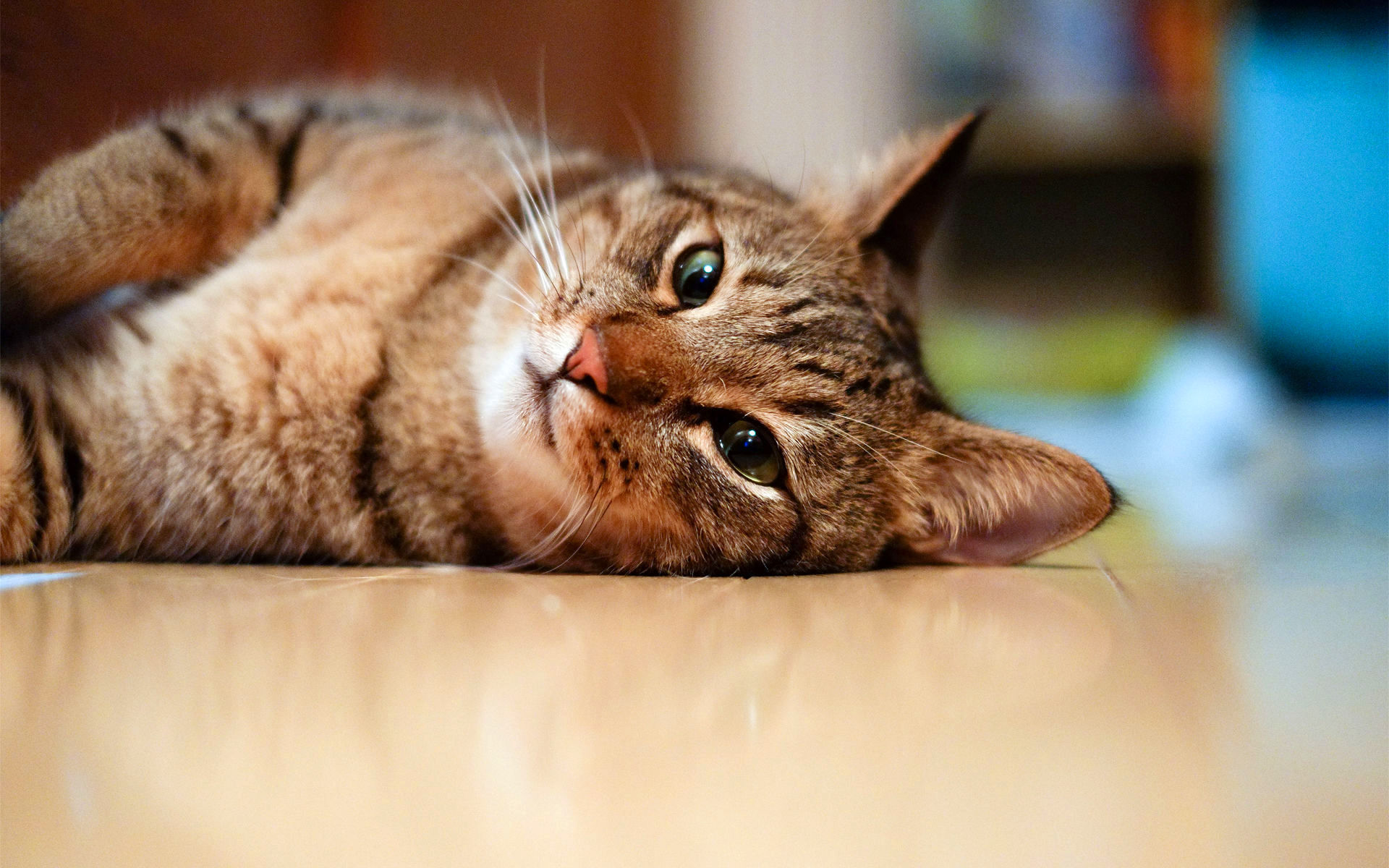 Кот лежит на полу без смс