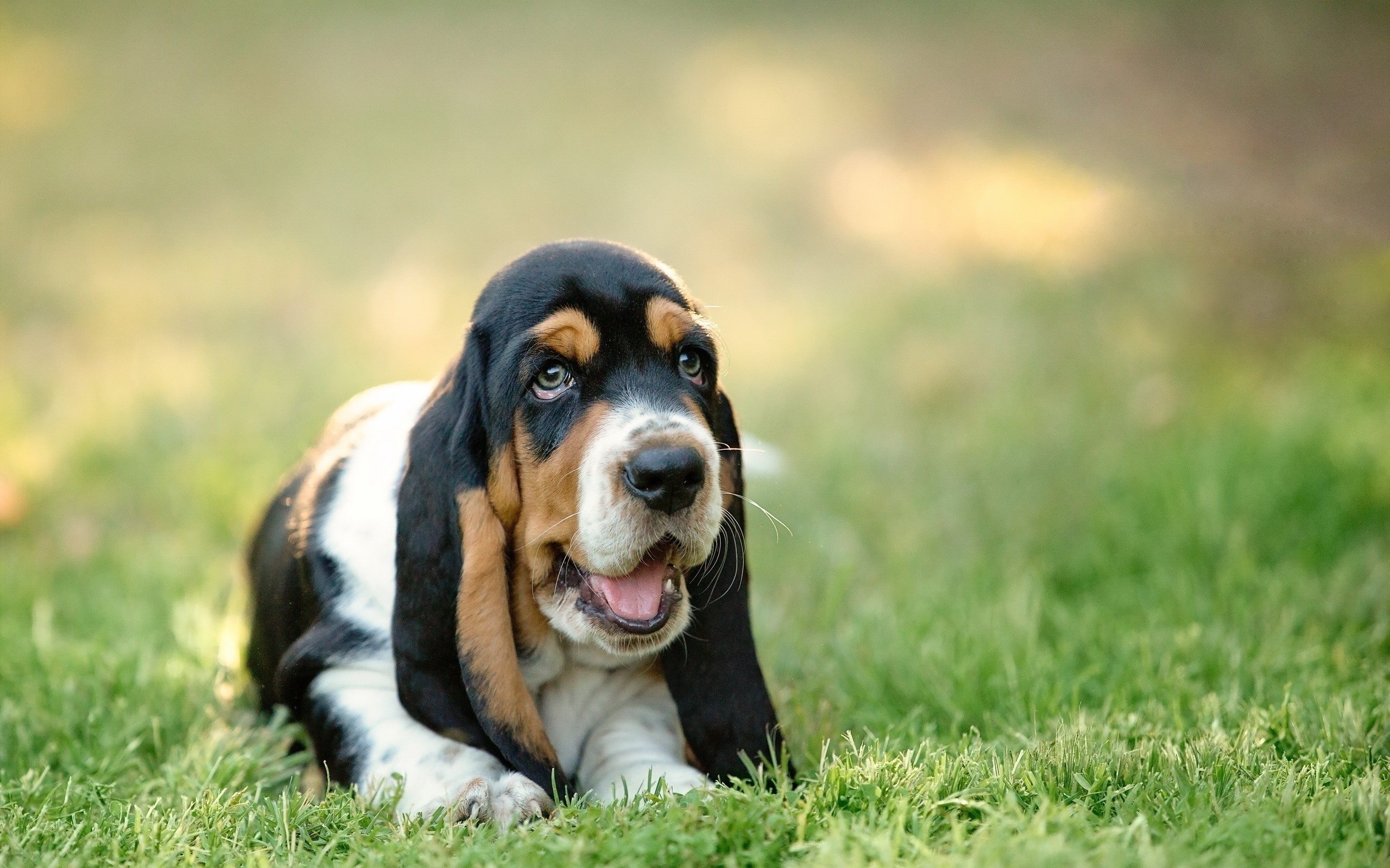 Обои морда, трава, собака, щенок, бассет, бассет-хаунд, face, grass, dog, puppy, bassett, the basset hound разрешение 2560x1600 Загрузить