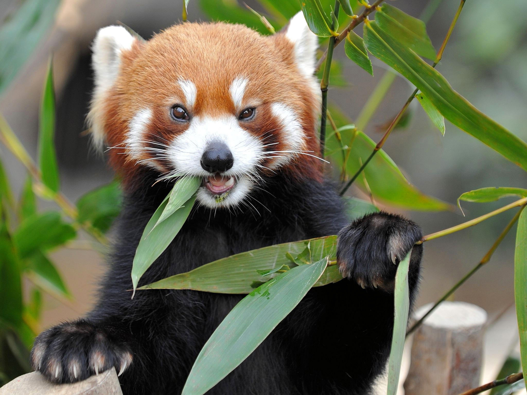 Милые животные виды. Красная Панда. Енотовидная Панда. Малая Панда Стайана. Красная бамбуковая Панда.