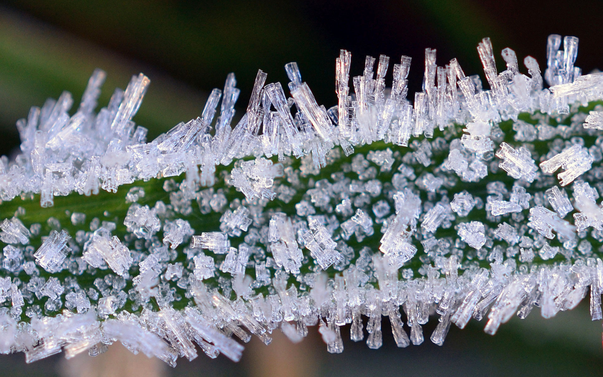 Обои зима, иней, лёд, растение, стебель, кристаллы, winter, frost, ice, plant, stem, crystals разрешение 1920x1200 Загрузить