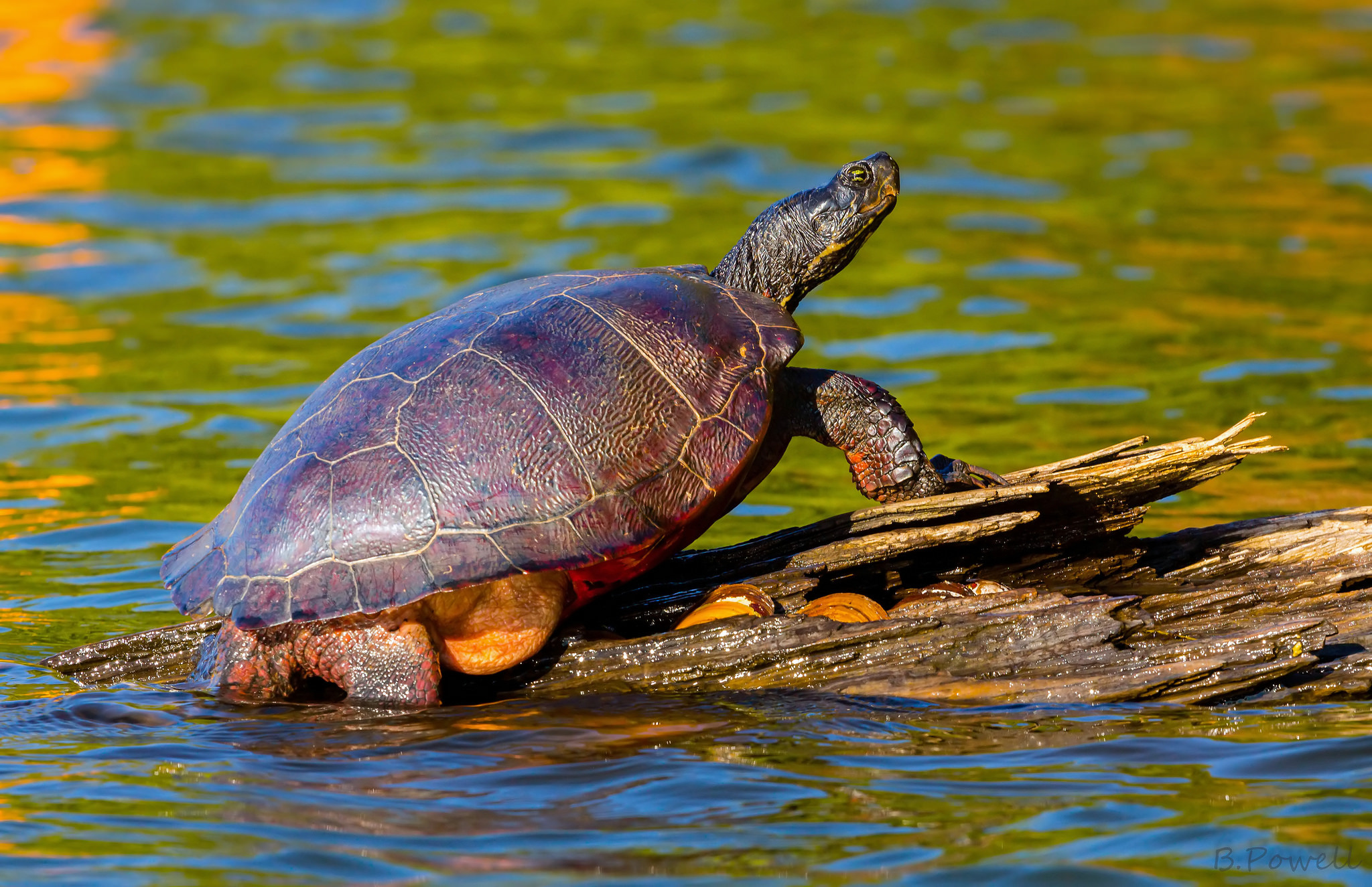 Обои вода, природа, черепаха, панцирь, коряга, water, nature, turtle, shell, snag разрешение 2048x1325 Загрузить