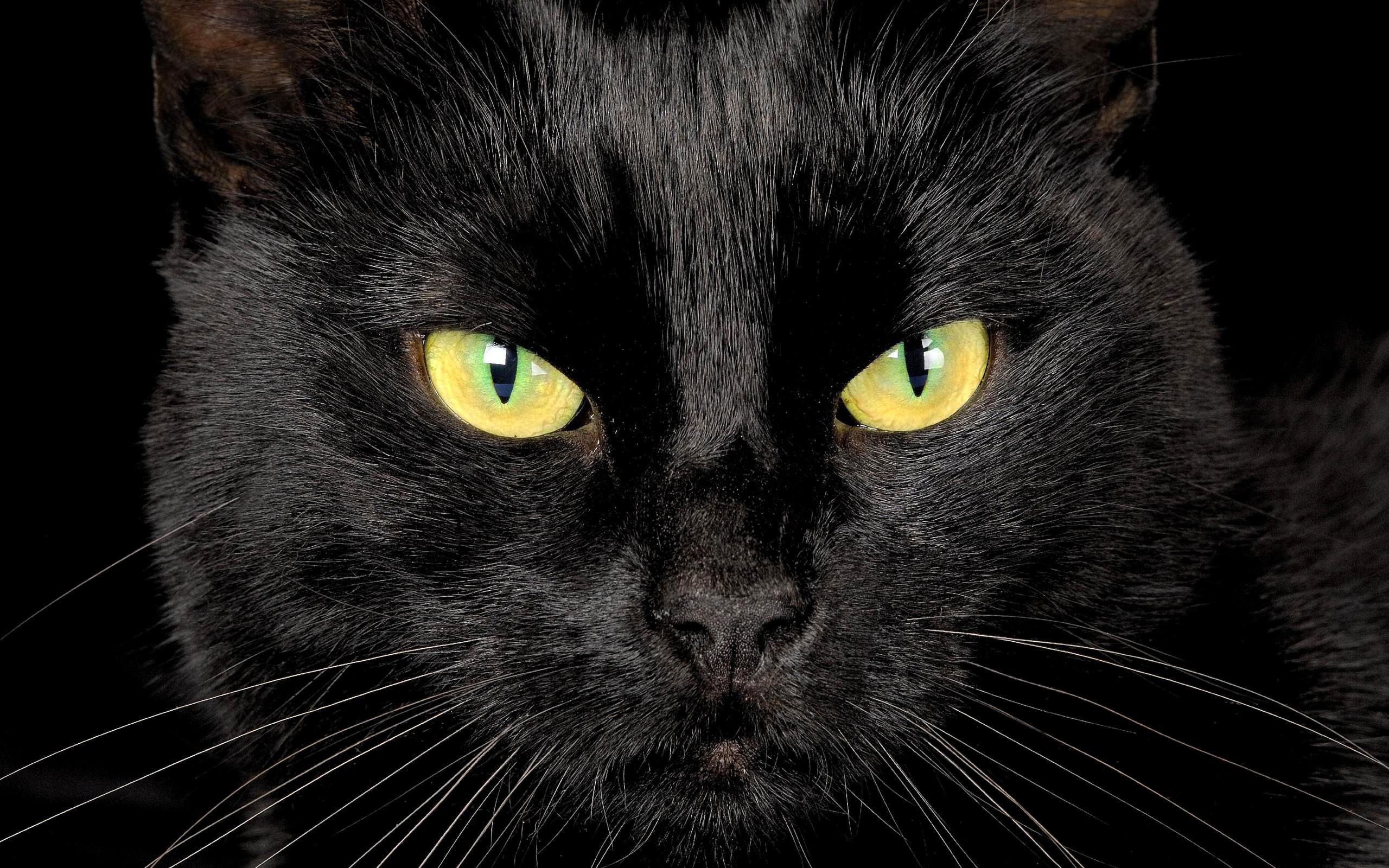 Черный кот без смс