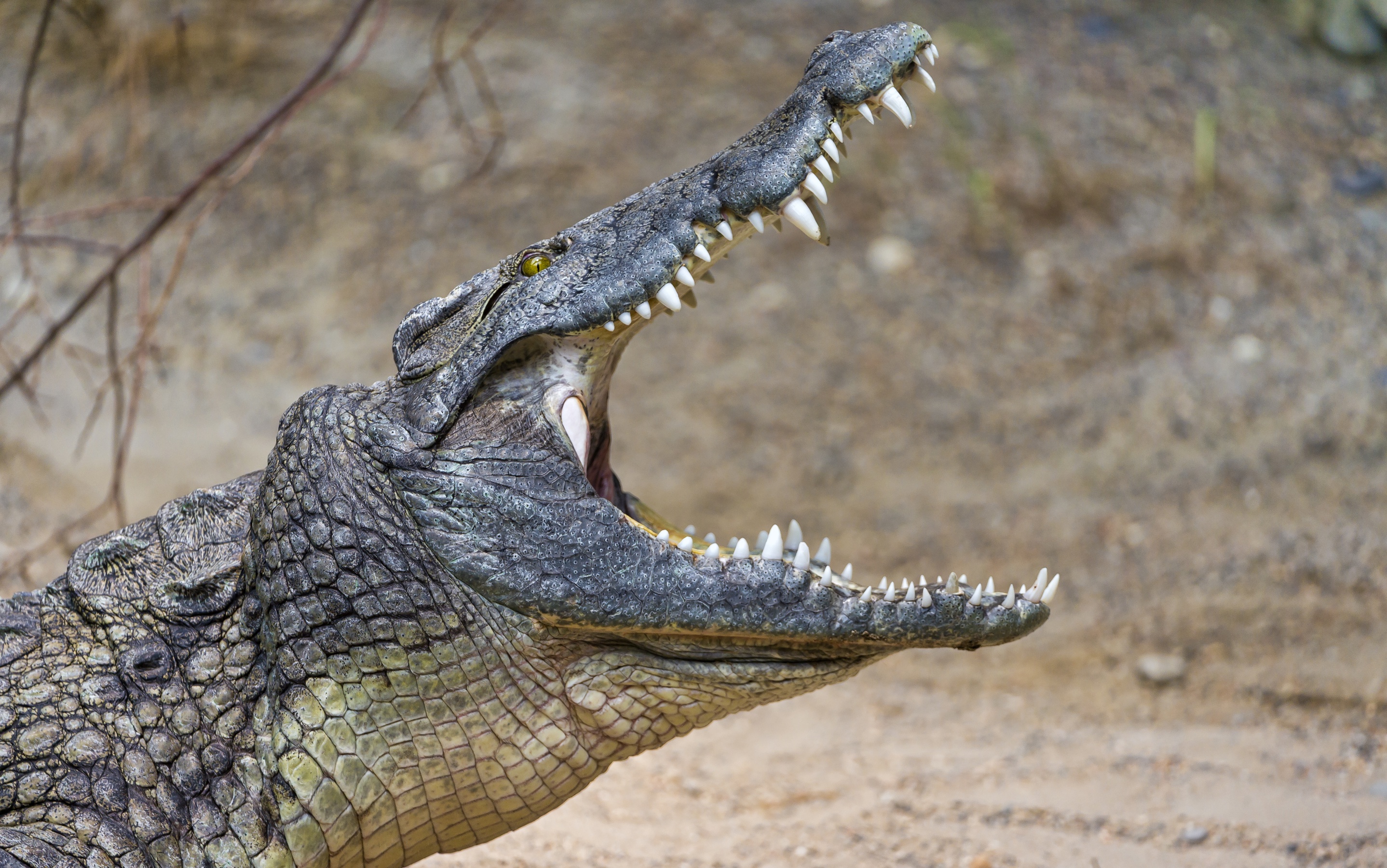 Обои зубы, крокодил, пасть, рептилия, © tambako jaguar, teeth, crocodile, mouth, reptile, © tambako the jaguar разрешение 2876x1800 Загрузить