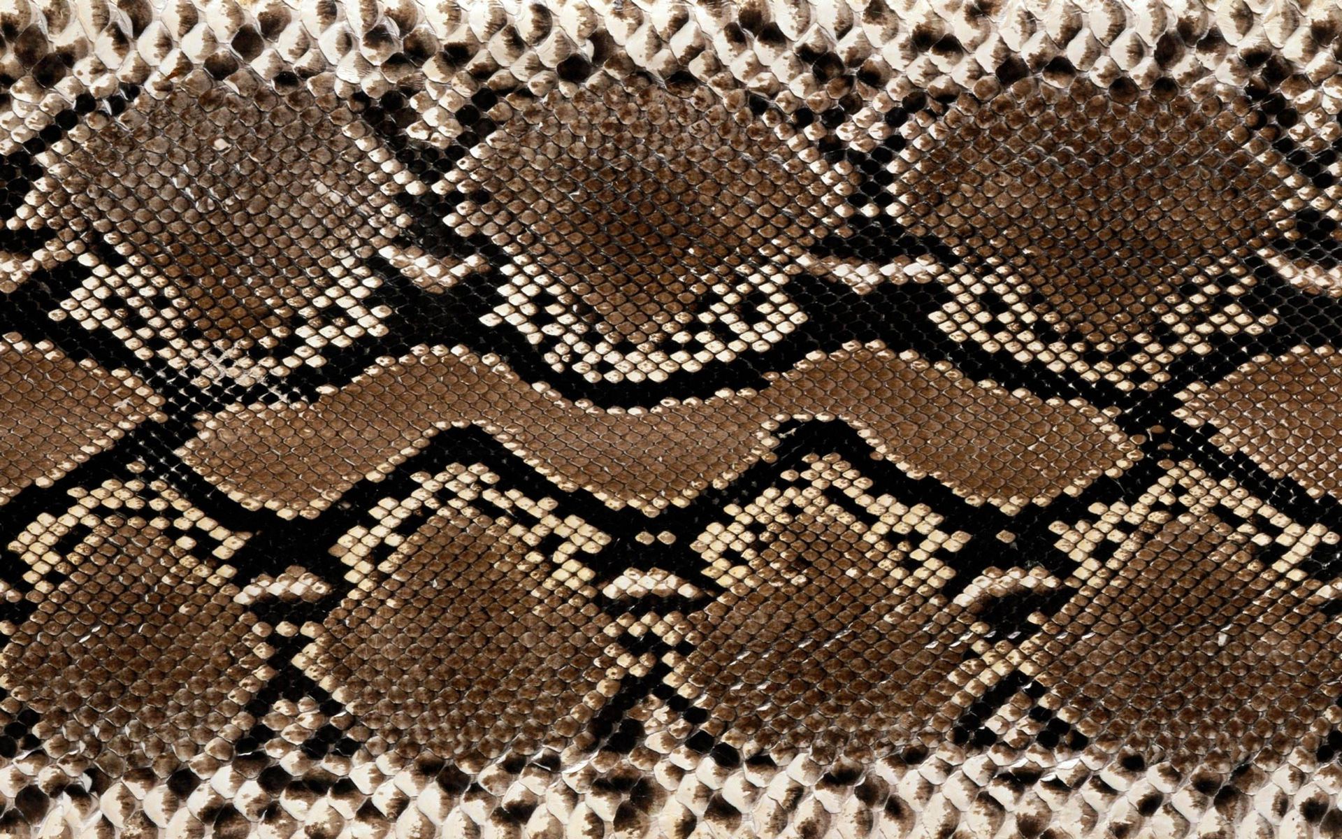 Обои текстура, змея, кожа, расцветка, питон, змеиная кожа, texture, snake, leather, colors, python, snakeskin разрешение 1920x1200 Загрузить