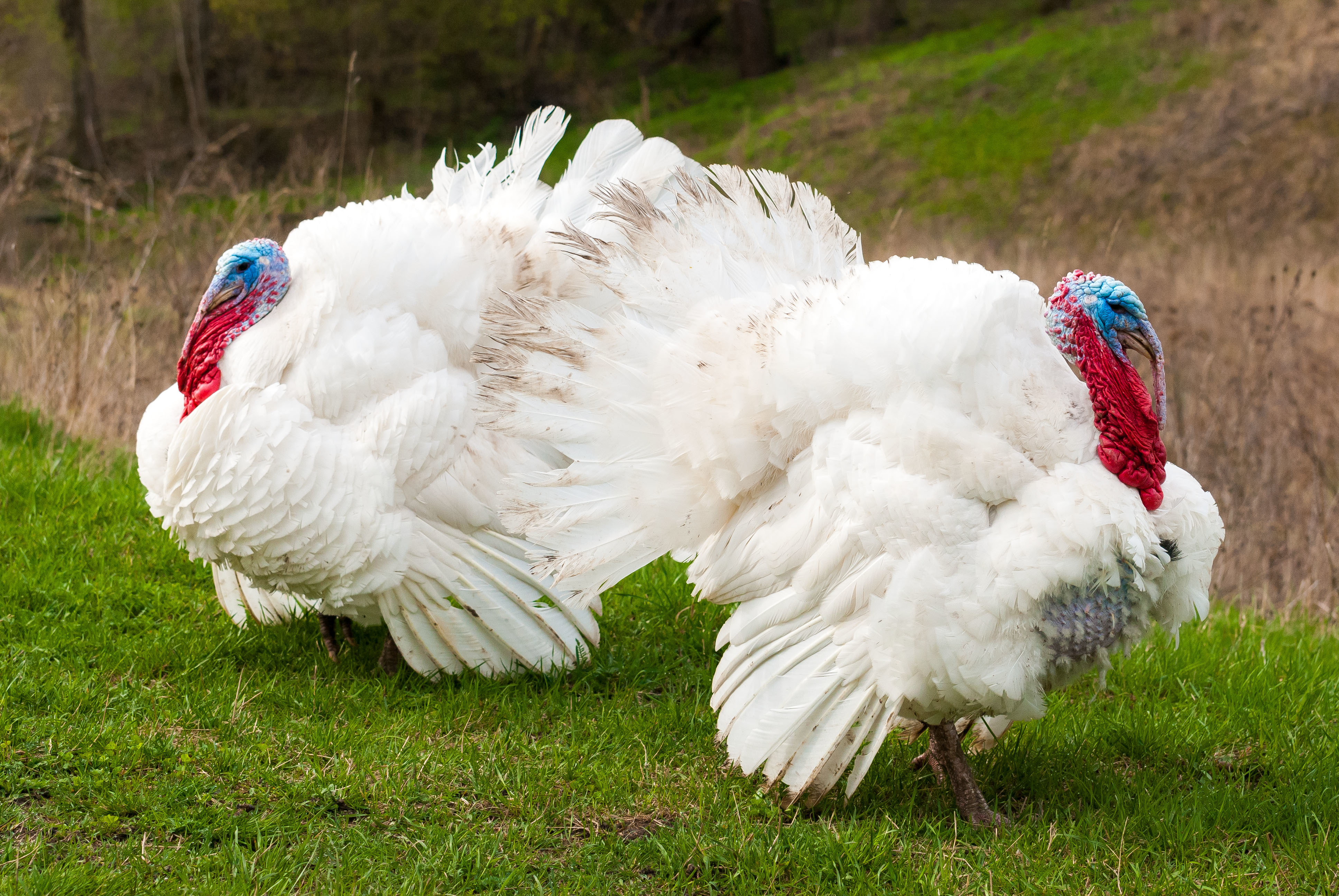 Обои трава, птицы, весна, индюки, индюк, grass, birds, spring, turkeys, turkey разрешение 3872x2592 Загрузить