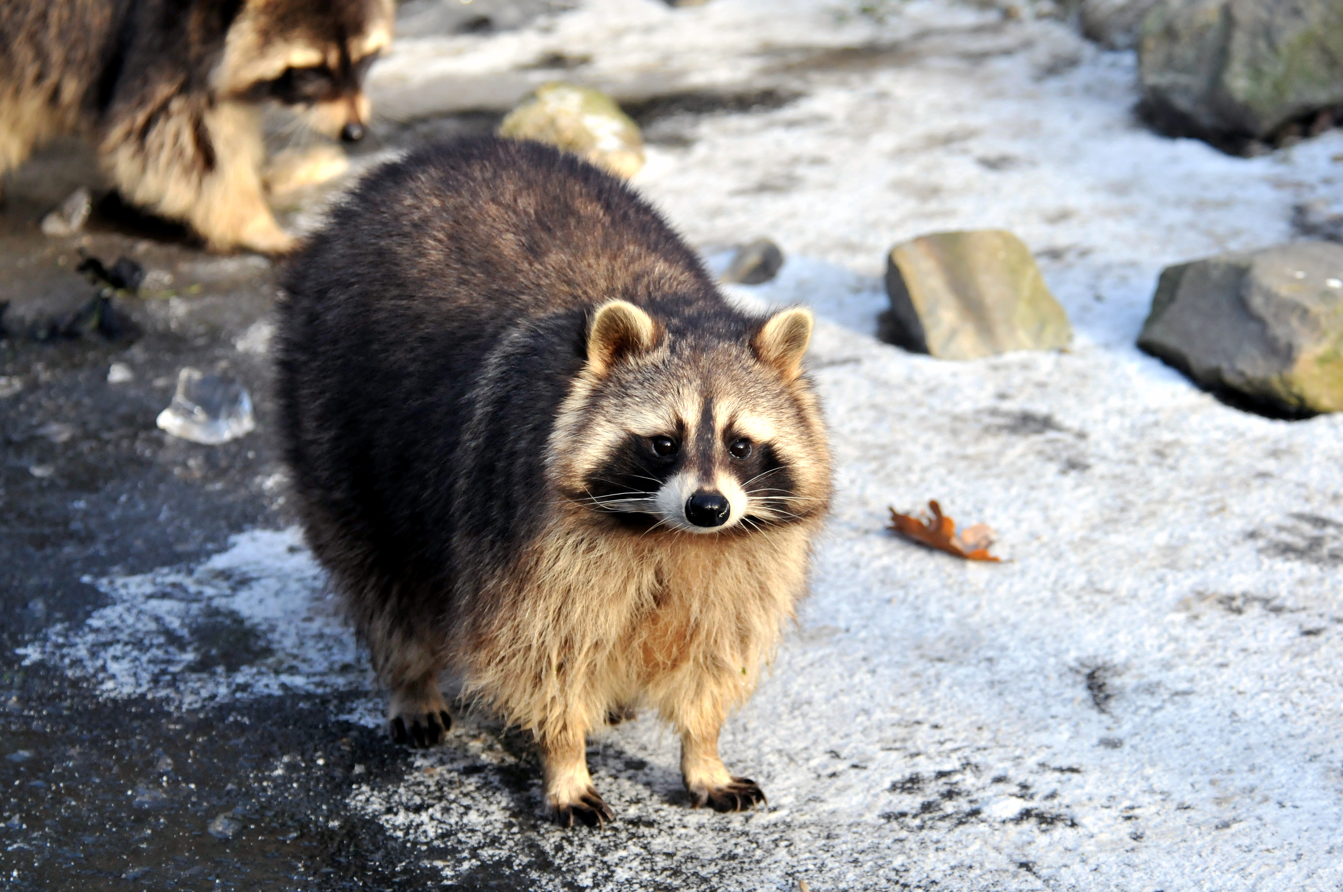 Обои снег, мордочка, взгляд, енот, snow, muzzle, look, raccoon разрешение 4288x2848 Загрузить