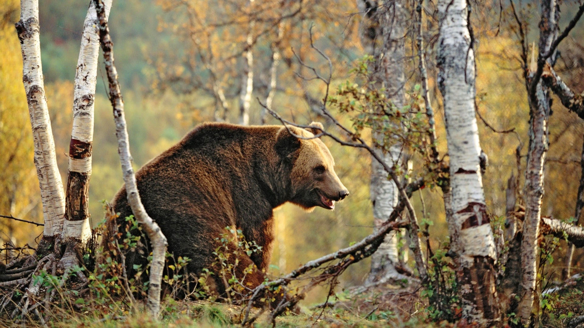 Обои деревья, лес, осень, медведь, бурый медведь, trees, forest, autumn, bear, brown bear разрешение 1920x1080 Загрузить