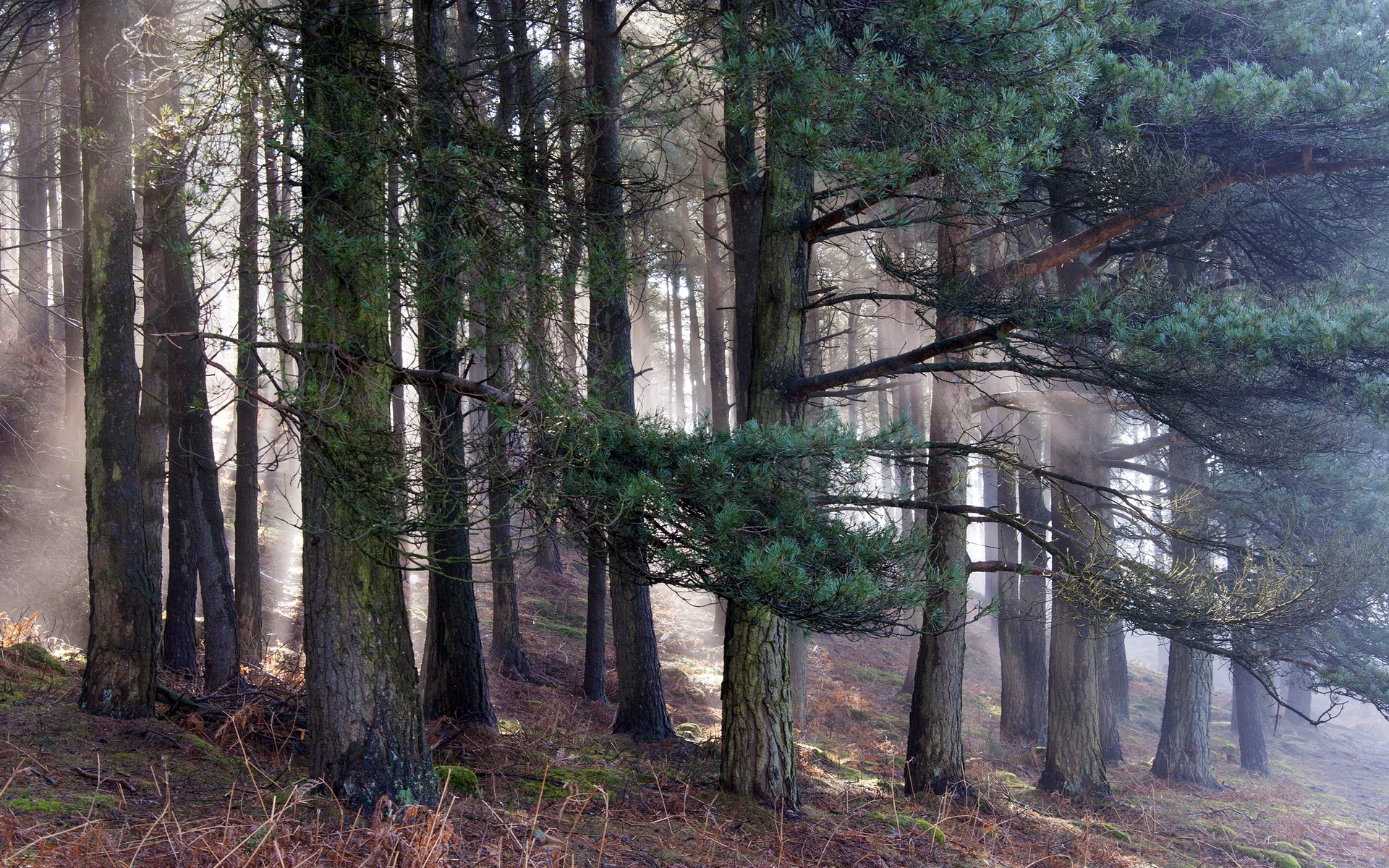 Обои деревья, природа, лес, утро, сосны, trees, nature, forest, morning, pine разрешение 1920x1200 Загрузить