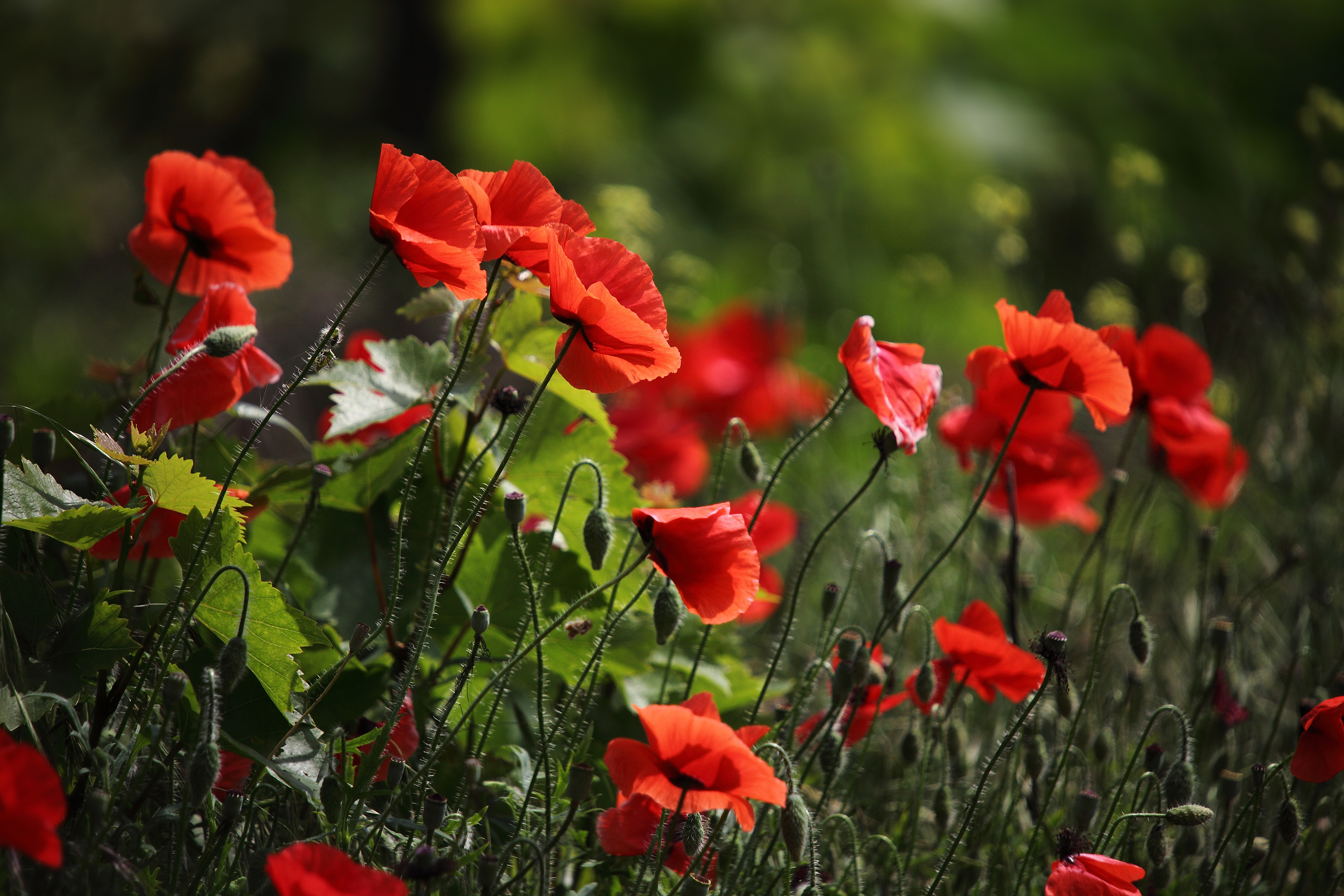 Обои цветы, трава, красные, маки, flowers, grass, red, maki разрешение 3000x2000 Загрузить