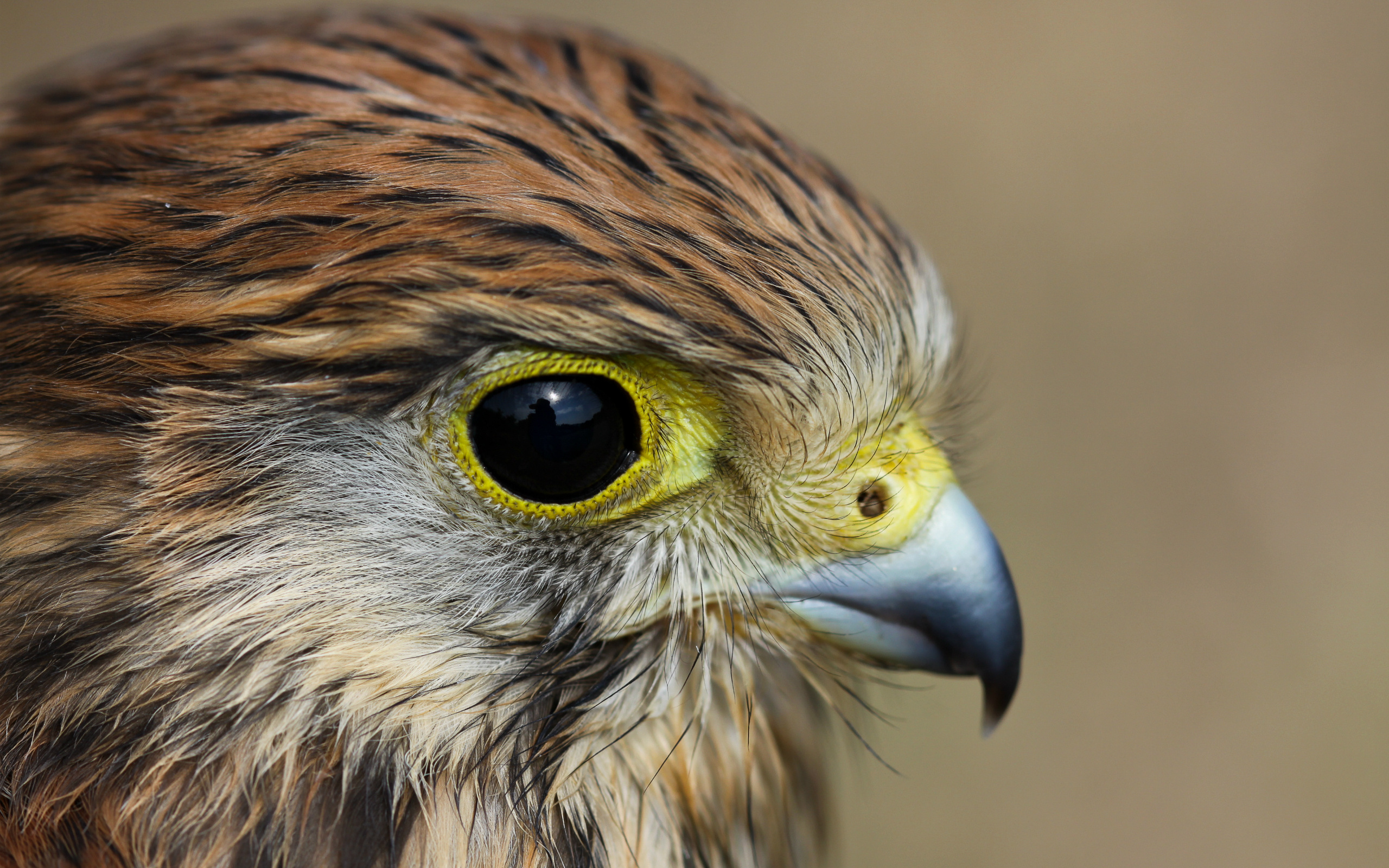 Обои взгляд, профиль, птица, пустельга, look, profile, bird, kestrel разрешение 2560x1600 Загрузить