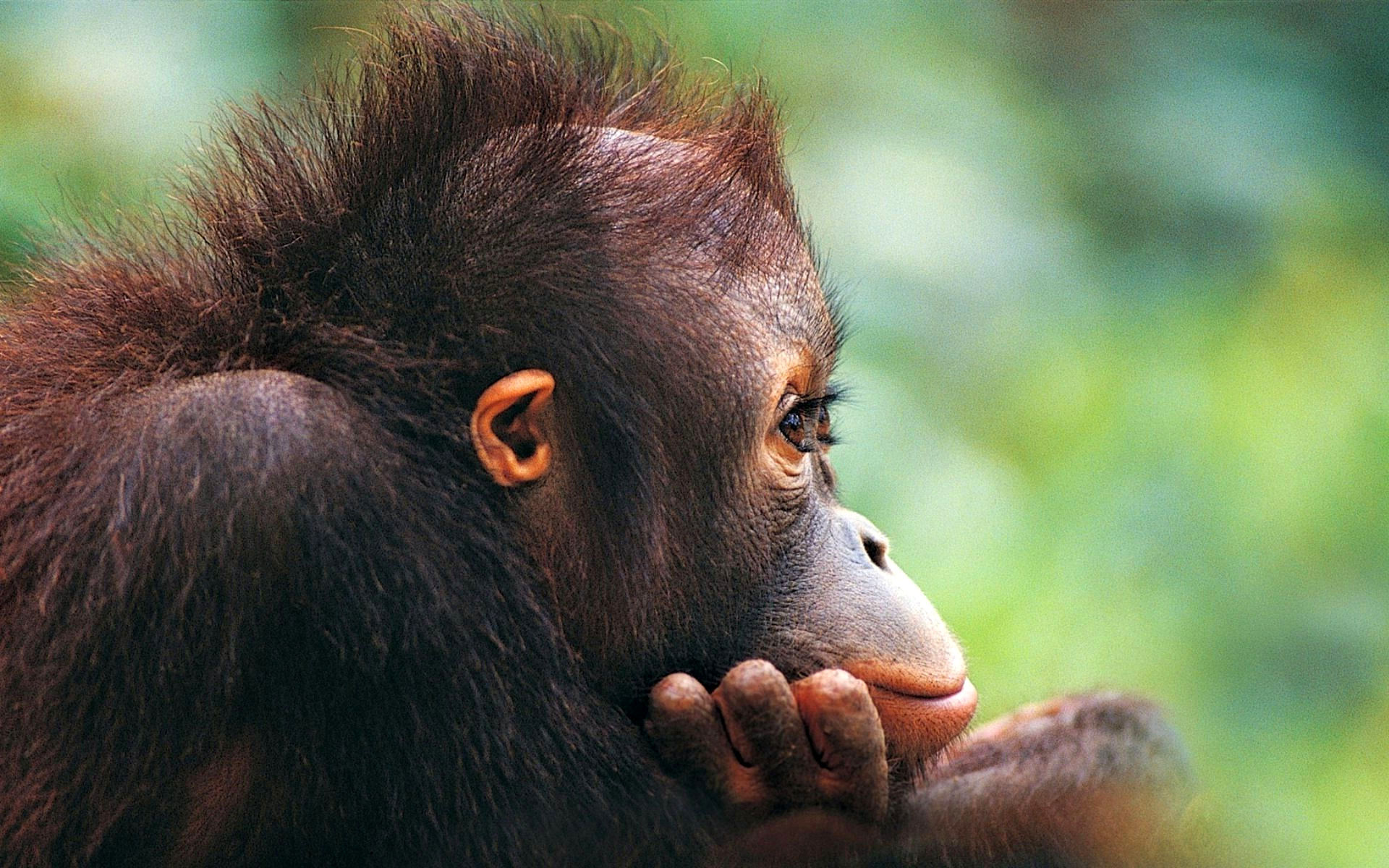 Обои мордочка, шерсть, профиль, обезьяна, детеныш, глазки, орангутан, muzzle, wool, profile, monkey, cub, eyes, orangutan разрешение 1920x1200 Загрузить