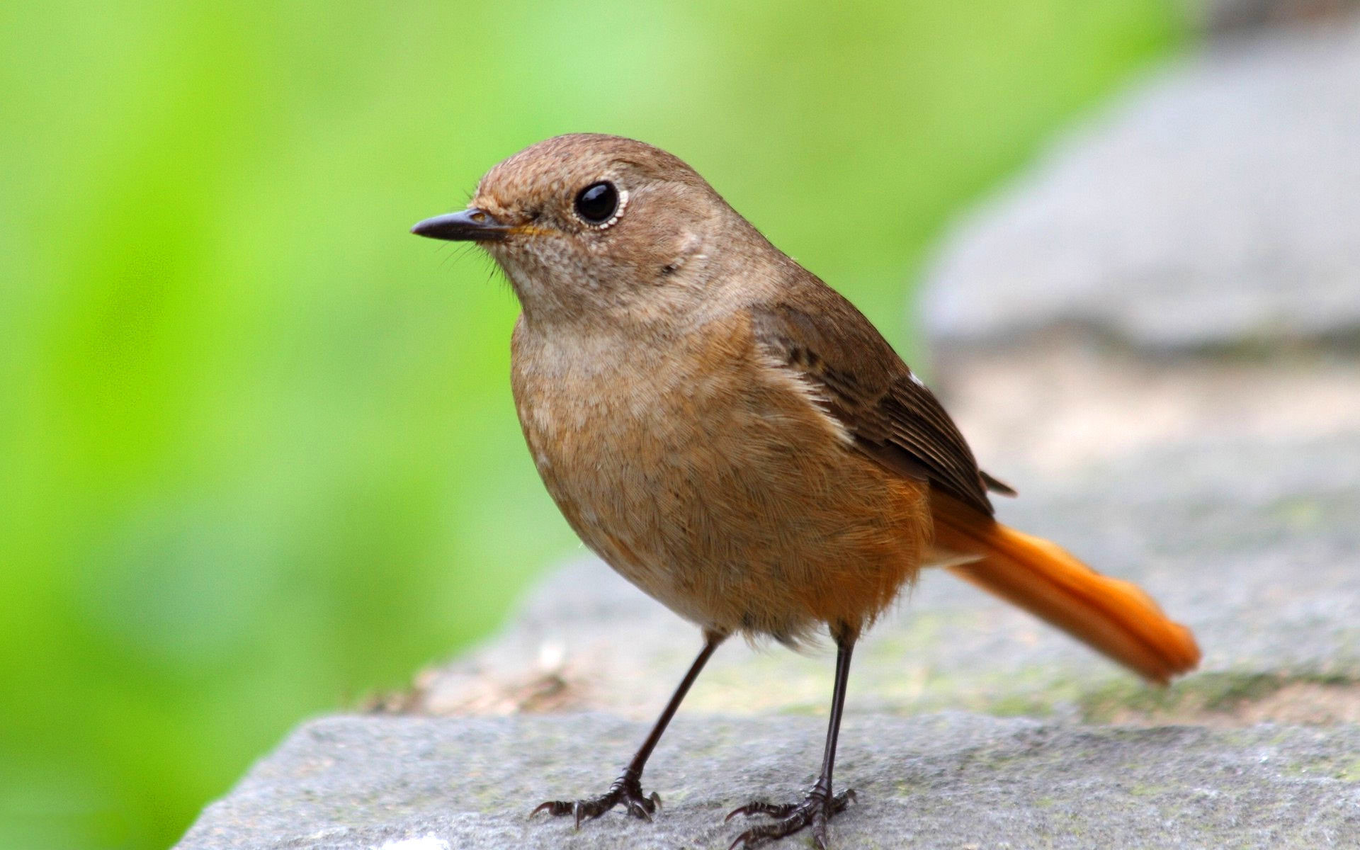 Обои зелень, макро, камень, птица, поверхность, горихвостка, greens, macro, stone, bird, surface, redstart разрешение 1920x1200 Загрузить