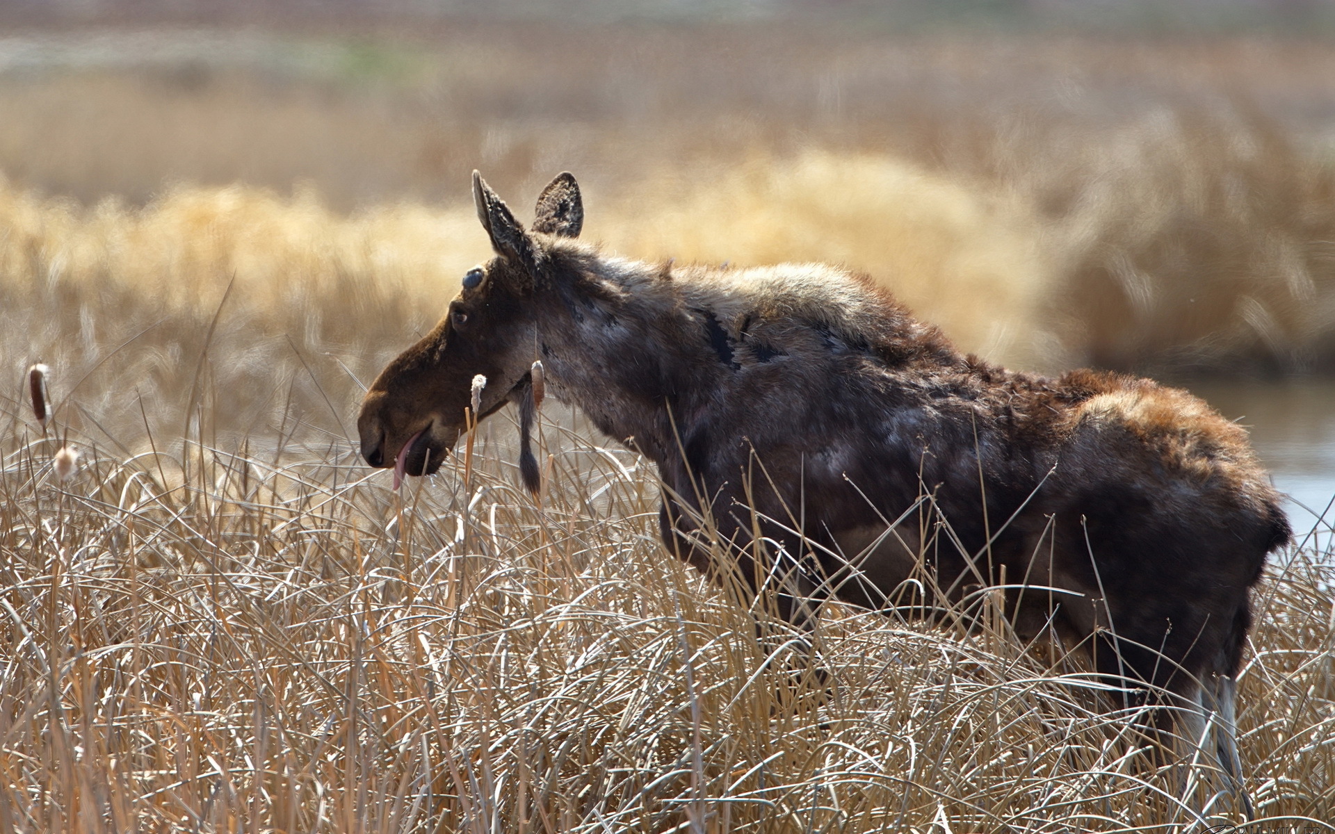 Обои трава, природа, фон, лось, grass, nature, background, moose разрешение 1920x1200 Загрузить