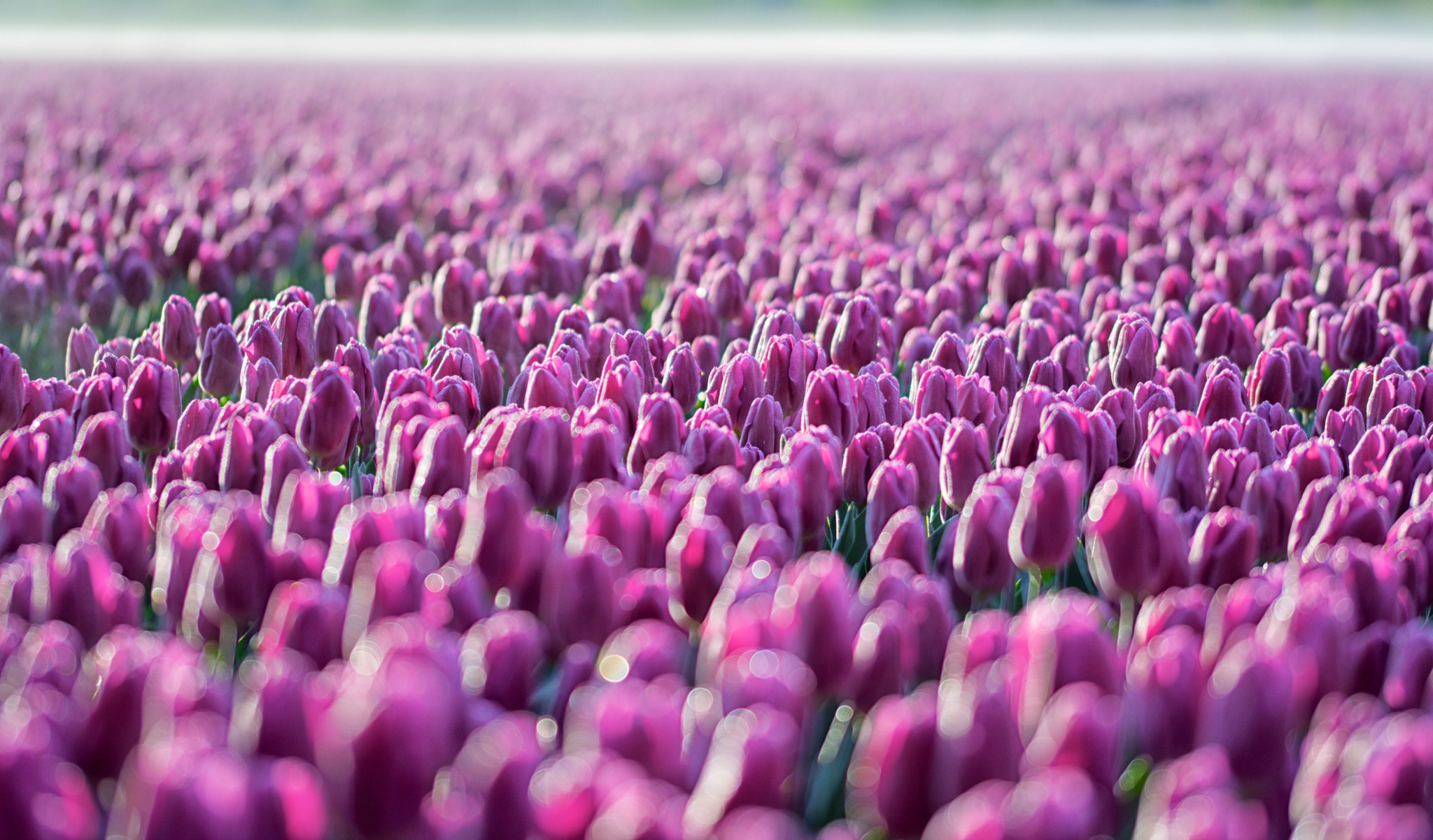 тюльпаны сиреневые поле tulips lilac field загрузить