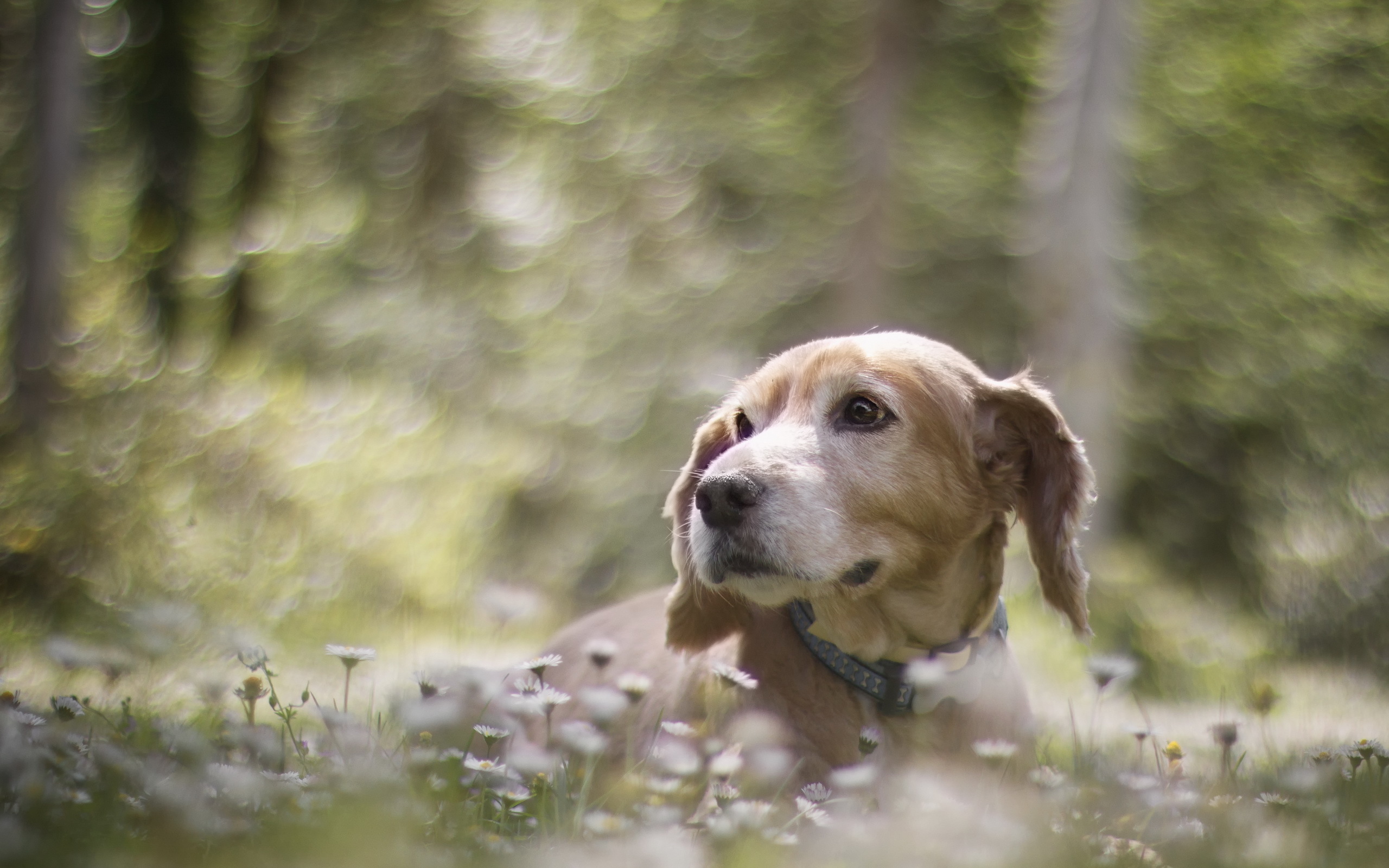 Обои цветы, мордочка, взгляд, собака, размытость, ошейник, flowers, muzzle, look, dog, blur, collar разрешение 2560x1600 Загрузить