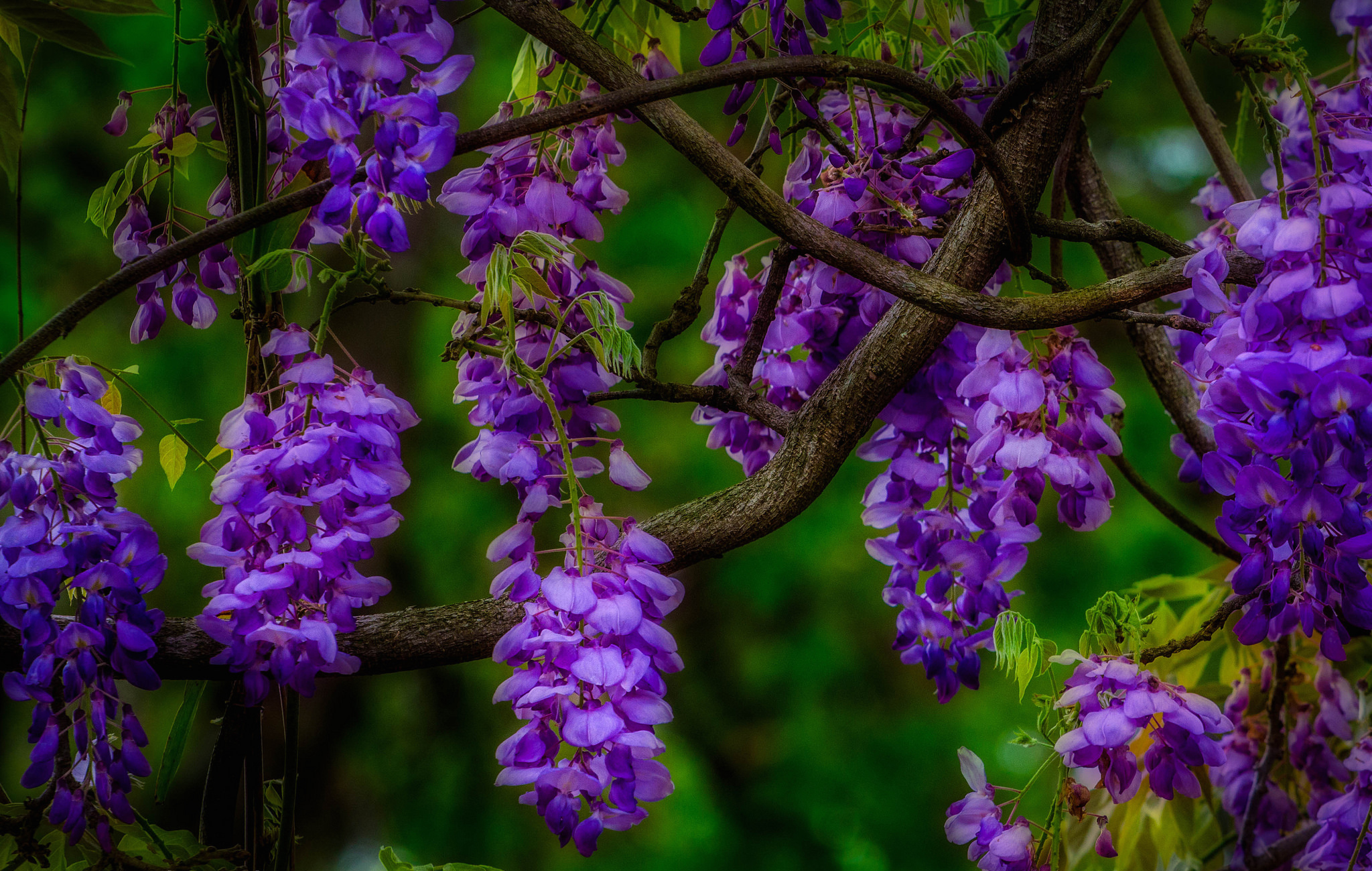 Обои цветы, природа, макро, ветки, соцветия, глициния, вистерия, flowers, nature, macro, branches, inflorescence, wisteria разрешение 2048x1299 Загрузить