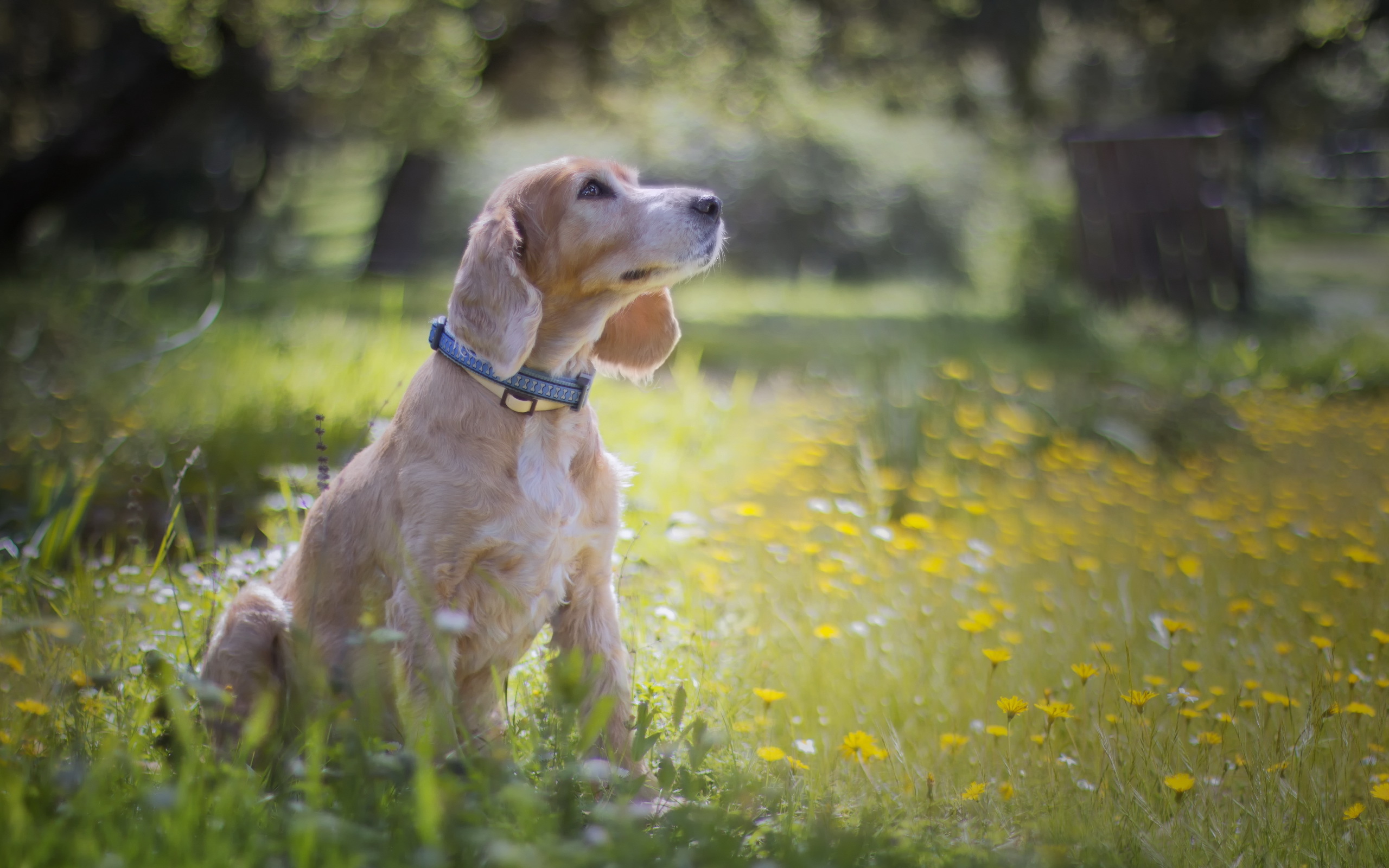 Обои цветы, трава, мордочка, взгляд, собака, сидит, flowers, grass, muzzle, look, dog, sitting разрешение 2560x1600 Загрузить